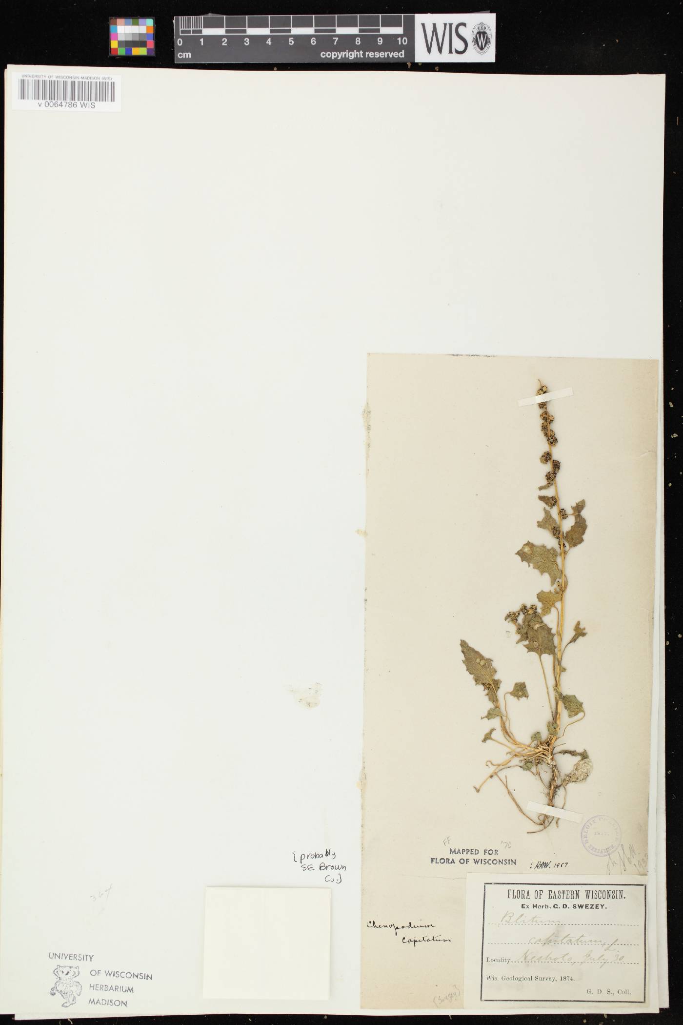 Chenopodium capitatum image