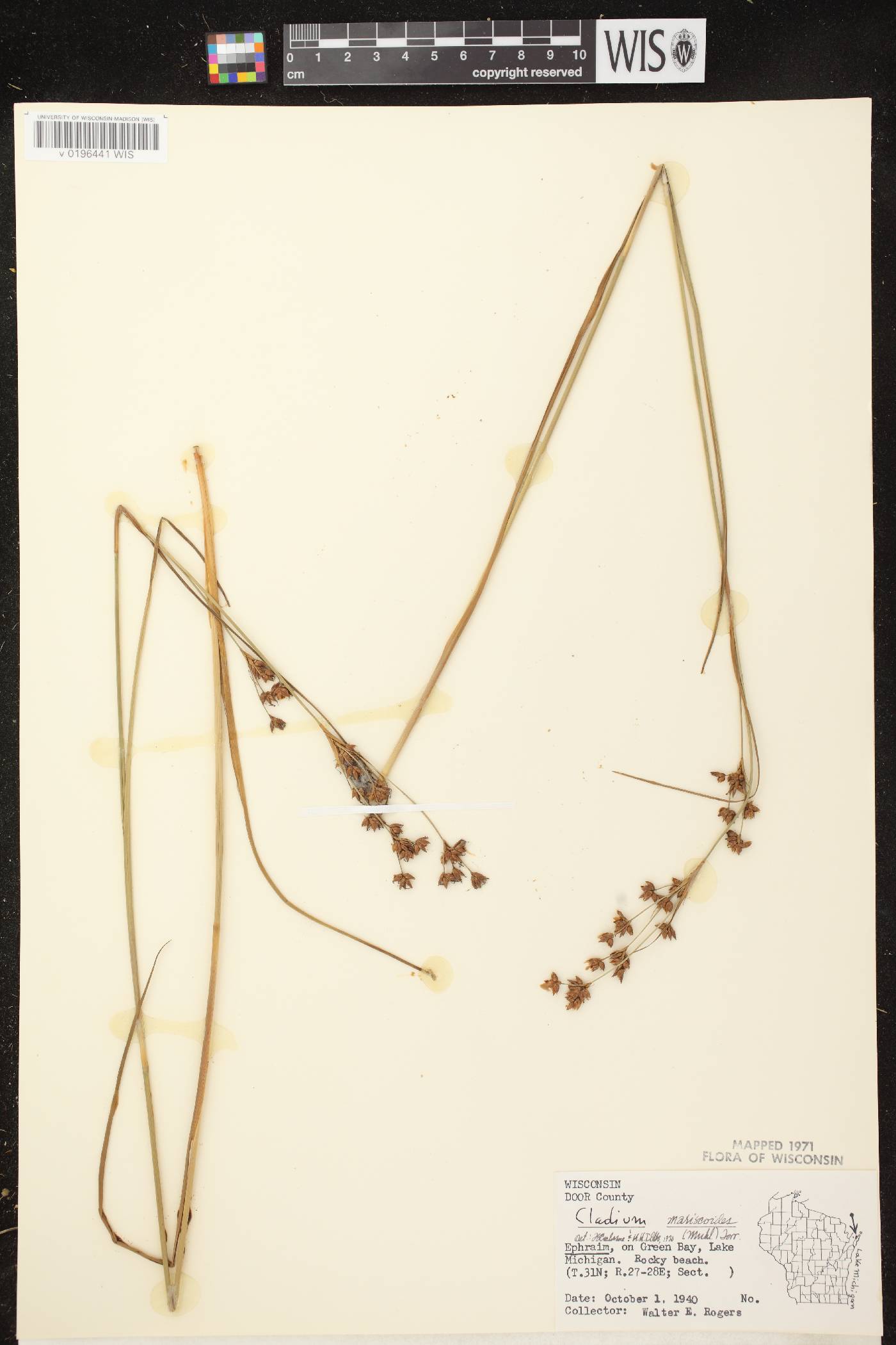 Cladium mariscoides image