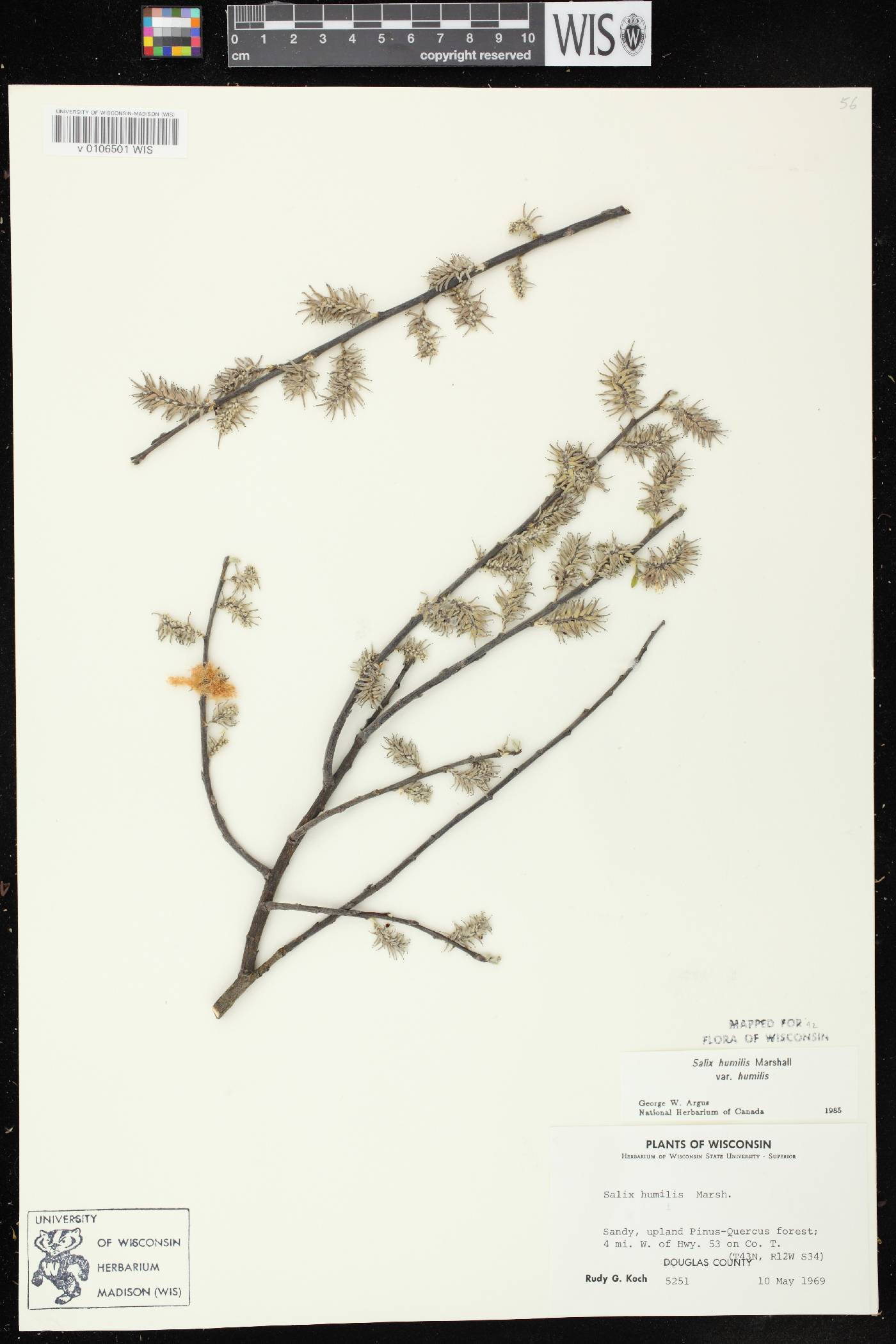 Salix humilis var. humilis image