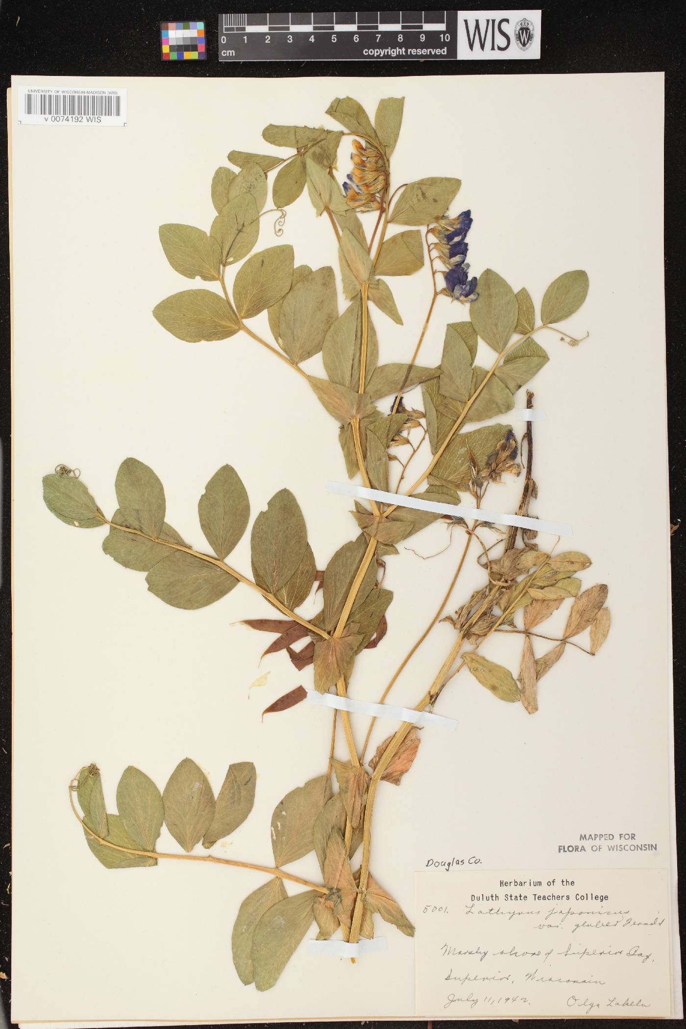 Lathyrus japonicus image