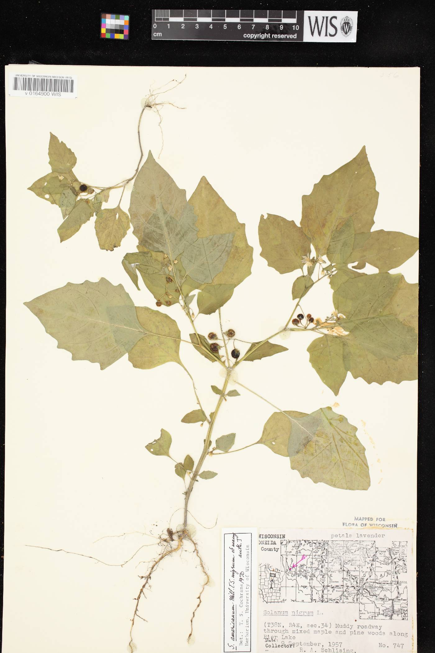 Solanum ptychanthum image