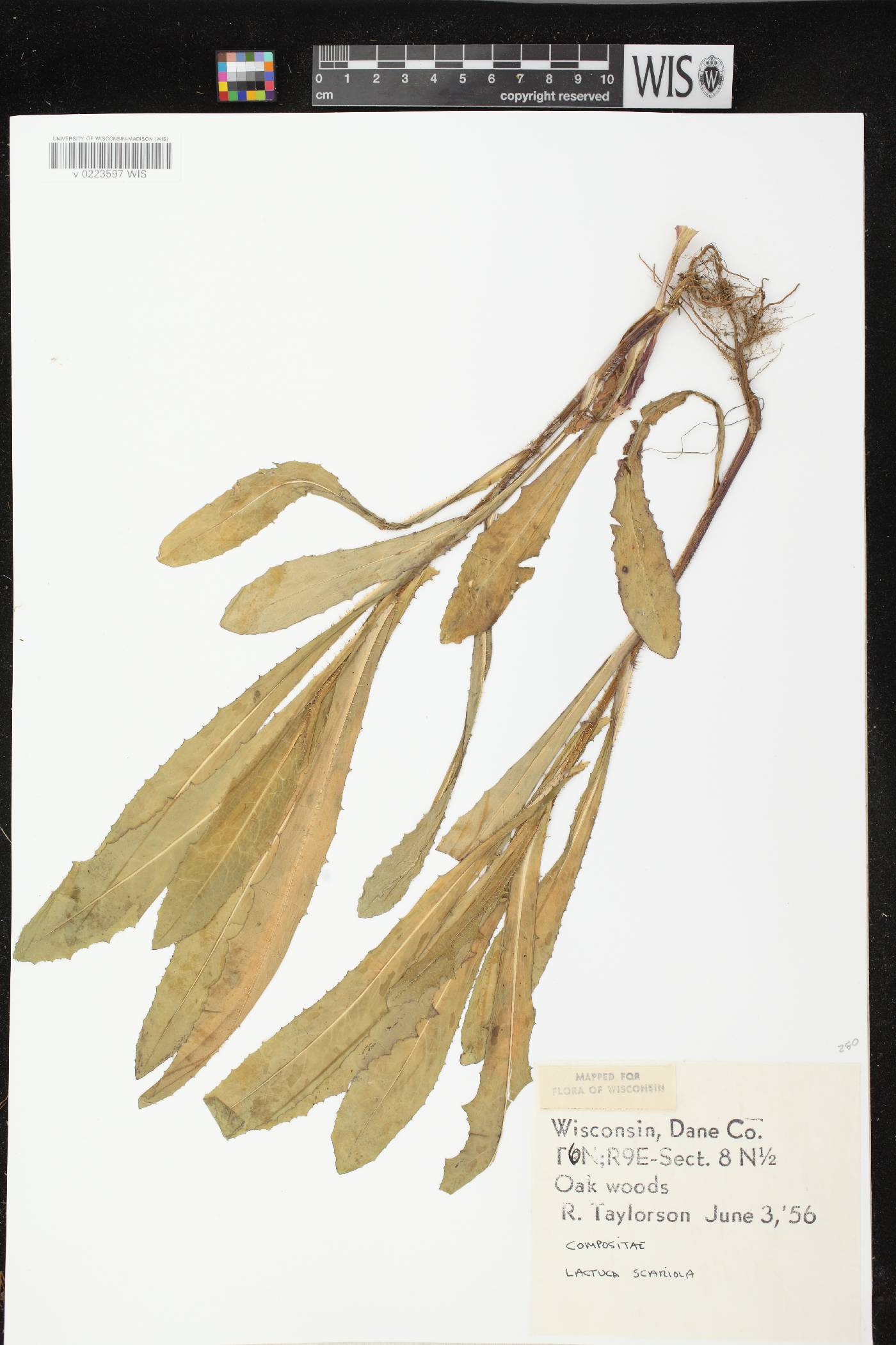 Lactuca serriola image