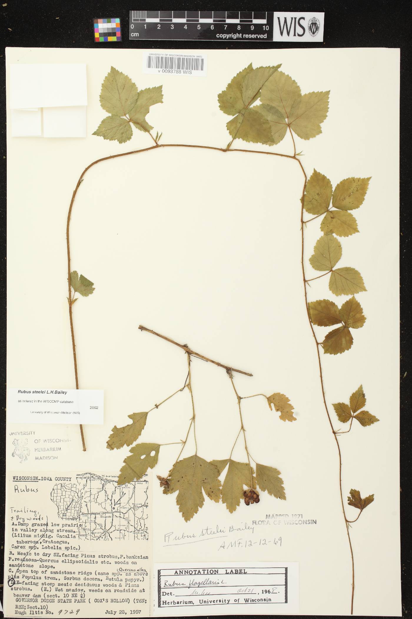 Rubus flagellaris image