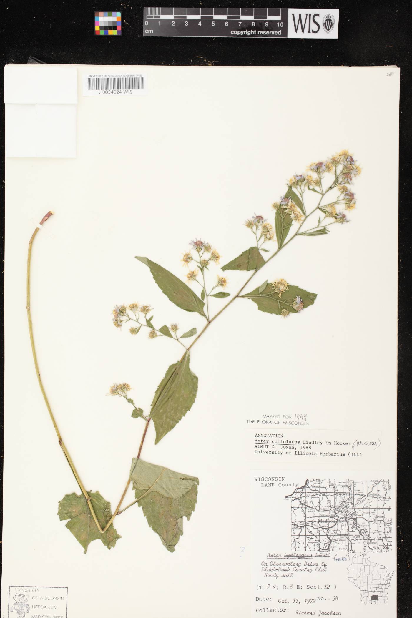 Symphyotrichum ciliolatum image