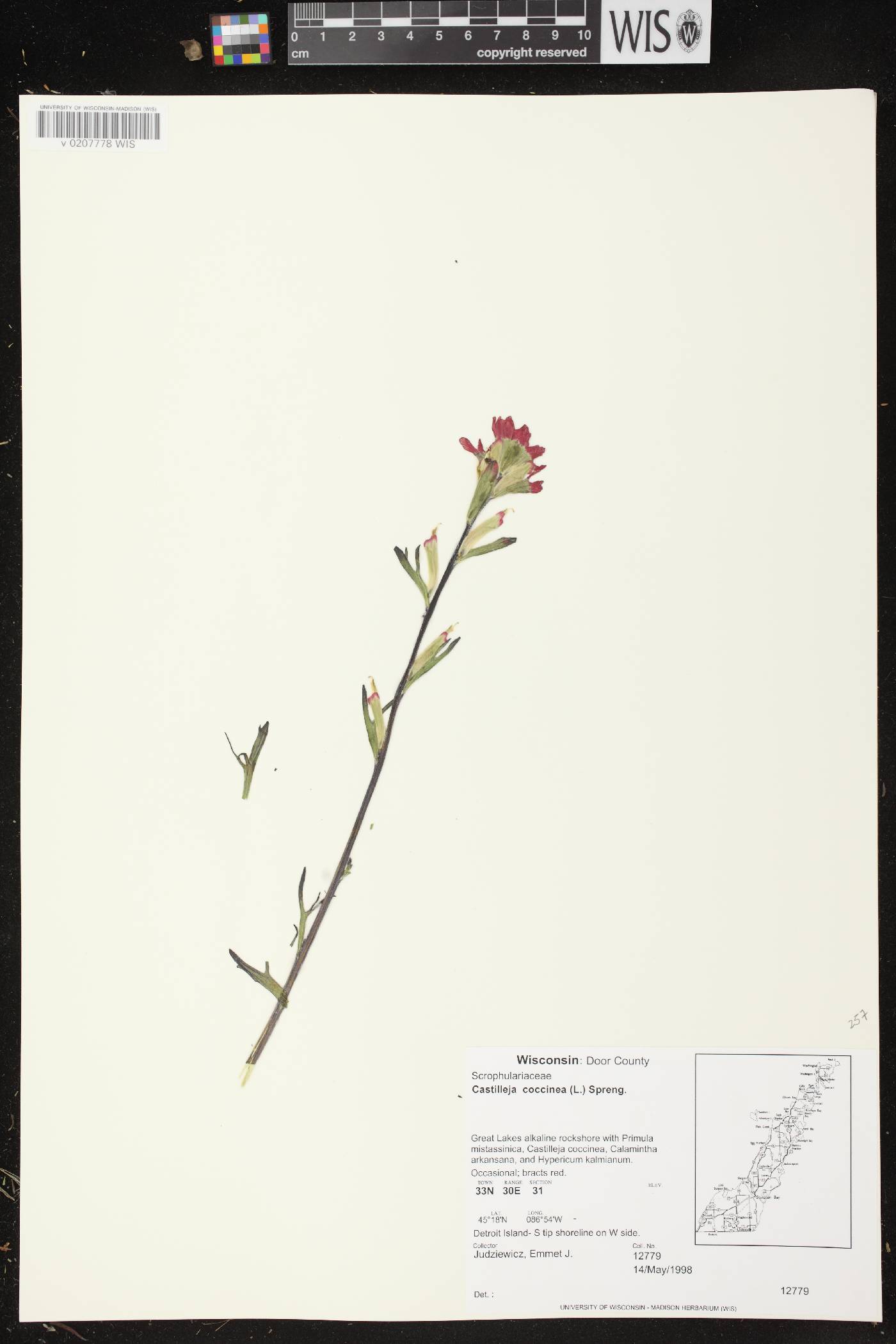 Castilleja coccinea image
