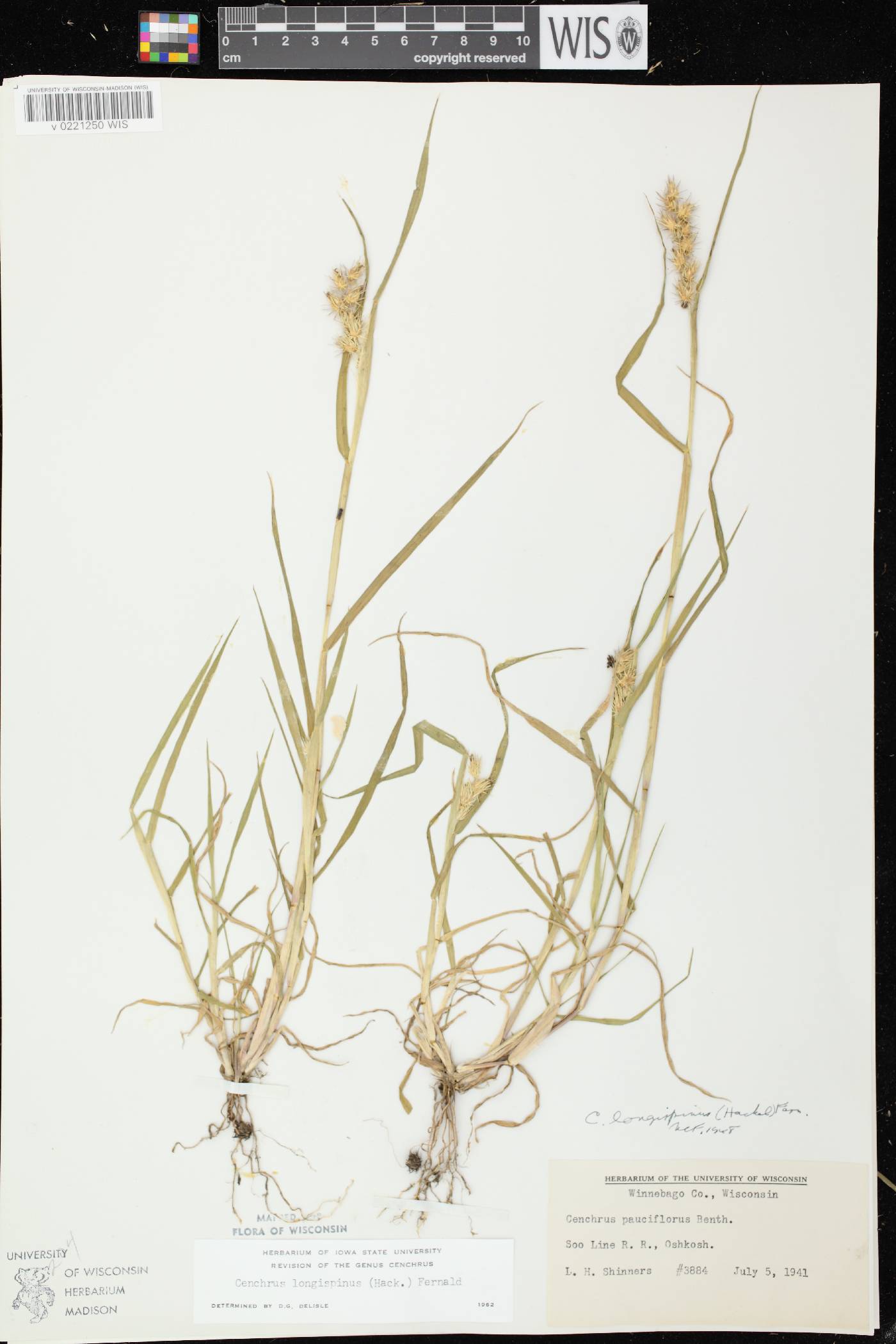 Cenchrus longispinus image