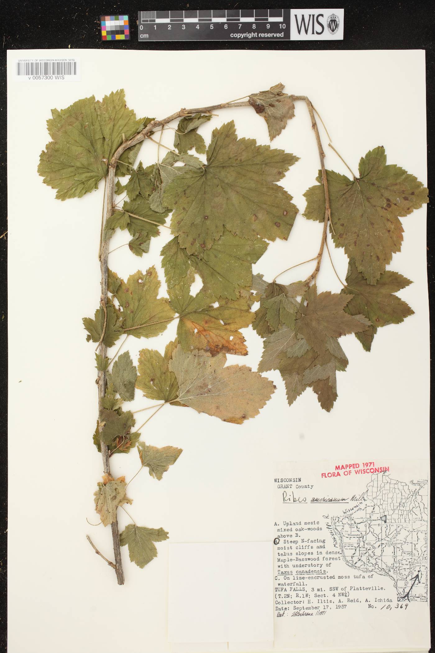 Ribes americanum image