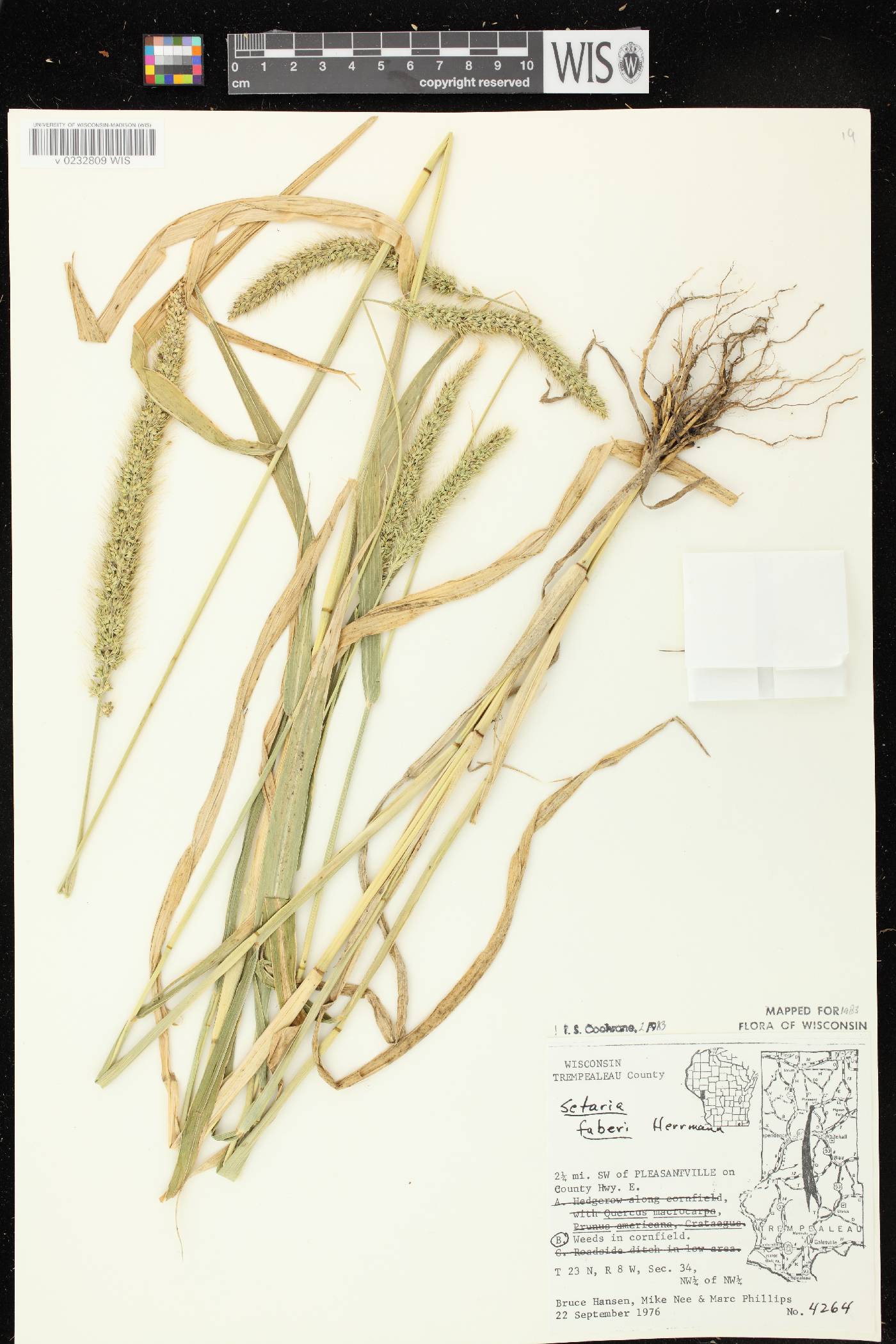 Setaria faberi image