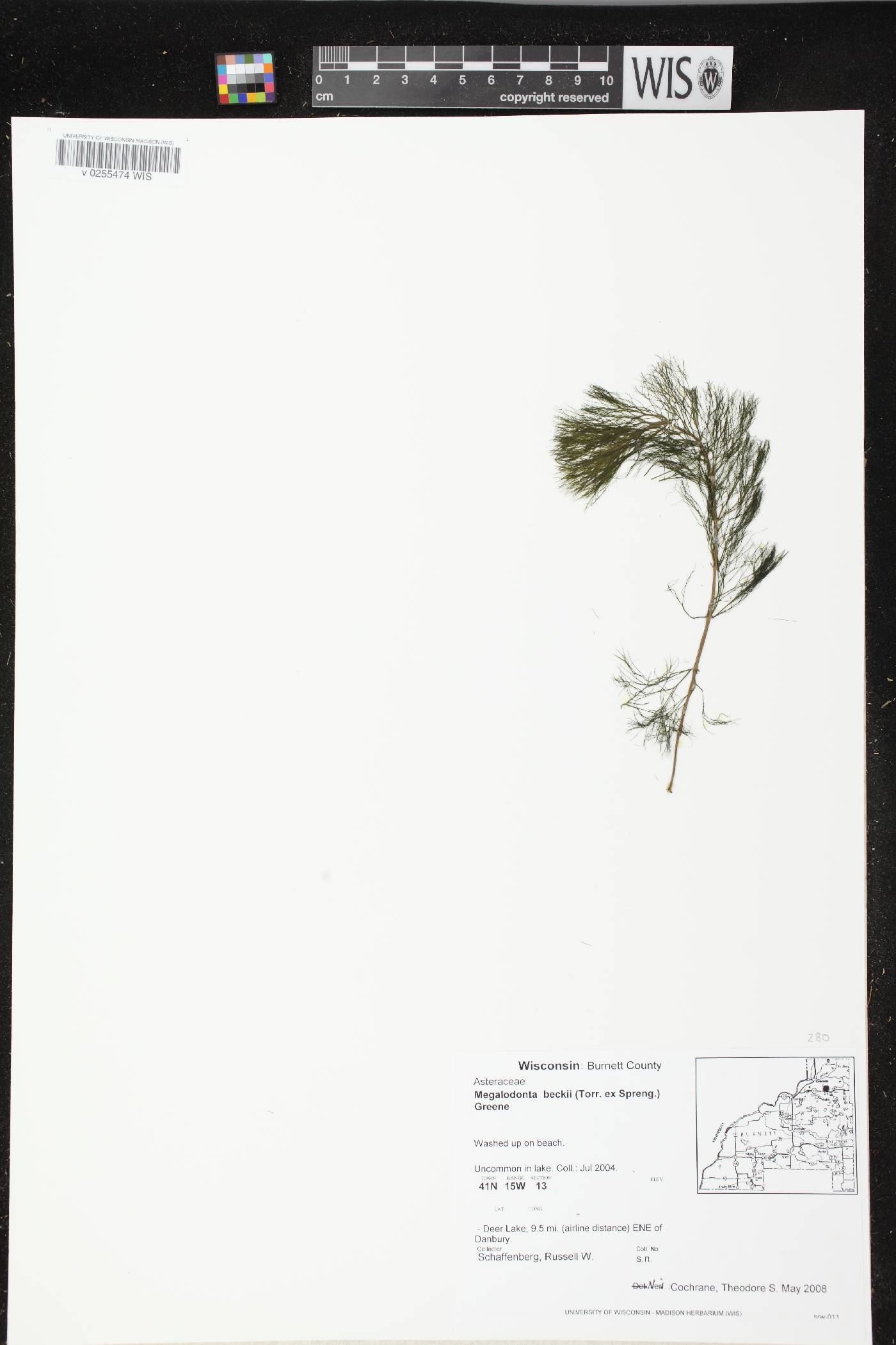 Bidens beckii image
