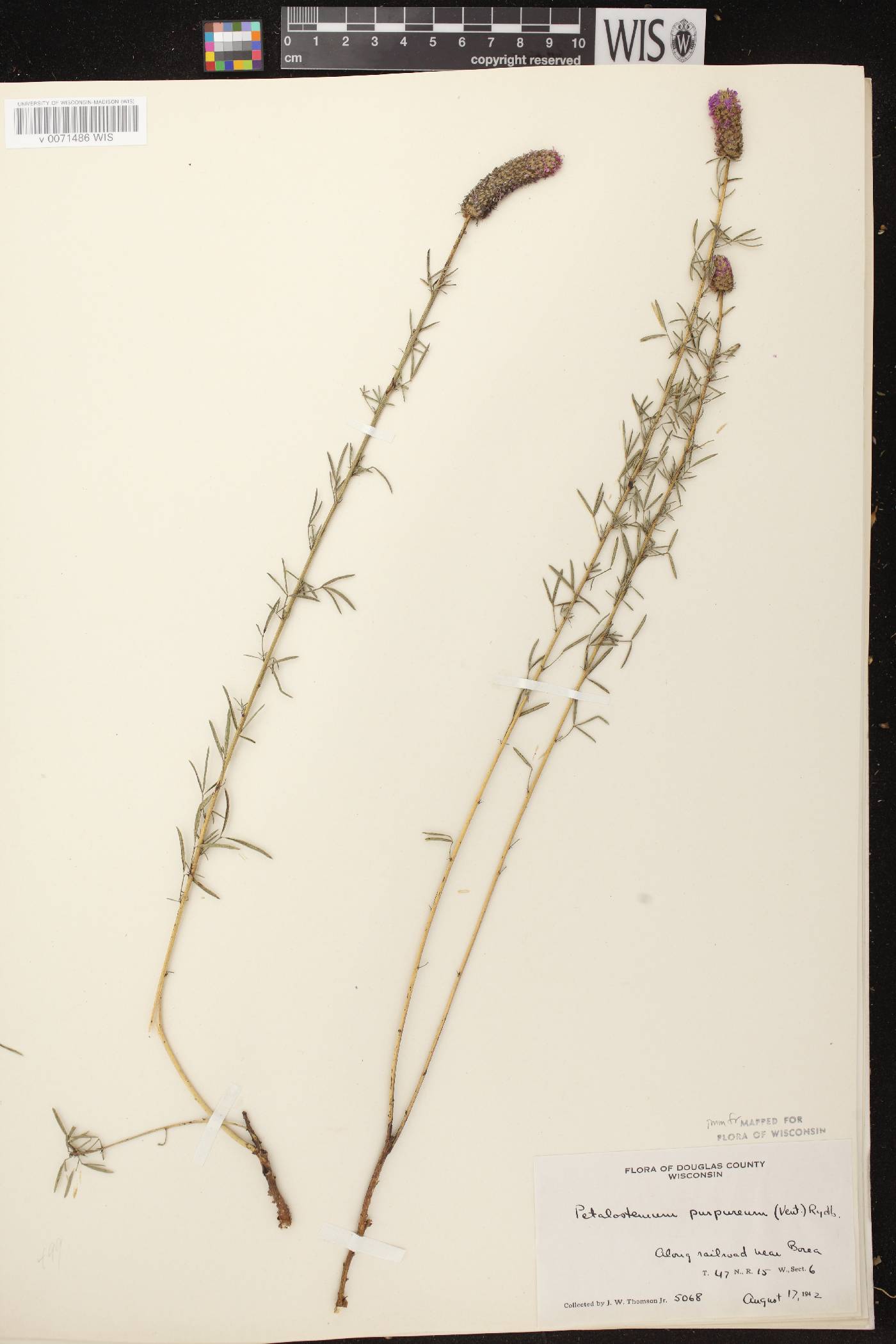 Dalea purpurea var. purpurea image