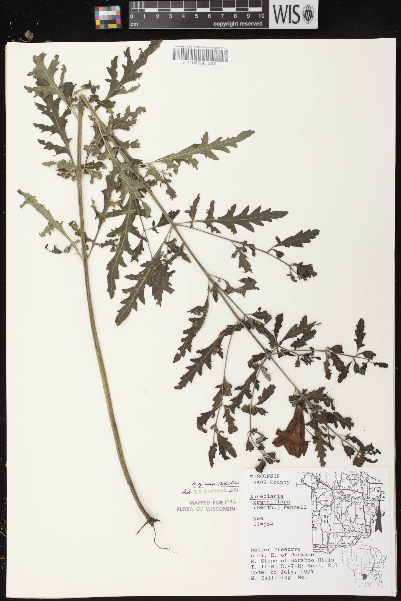 Aureolaria grandiflora var. pulchra image