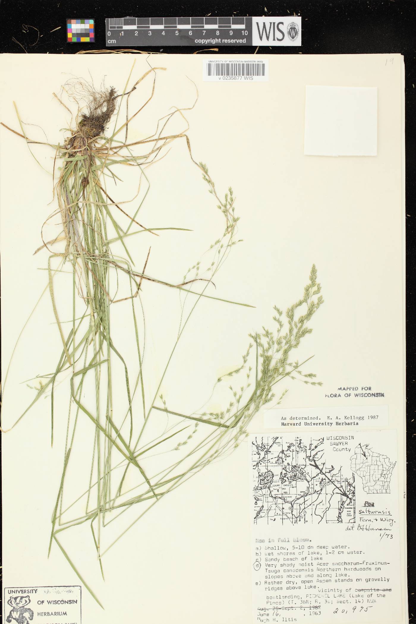 Poa saltuensis image