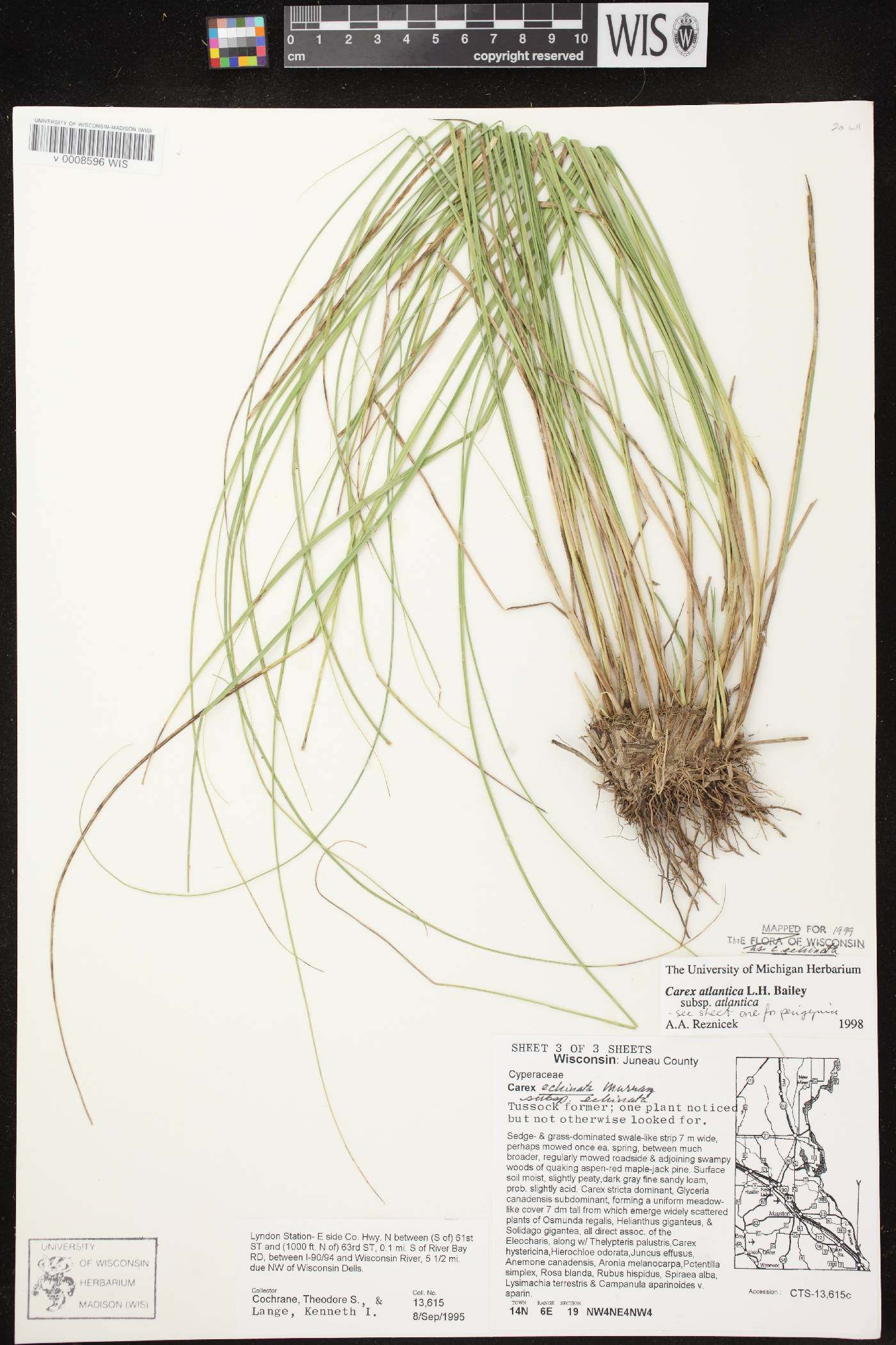Carex echinata image