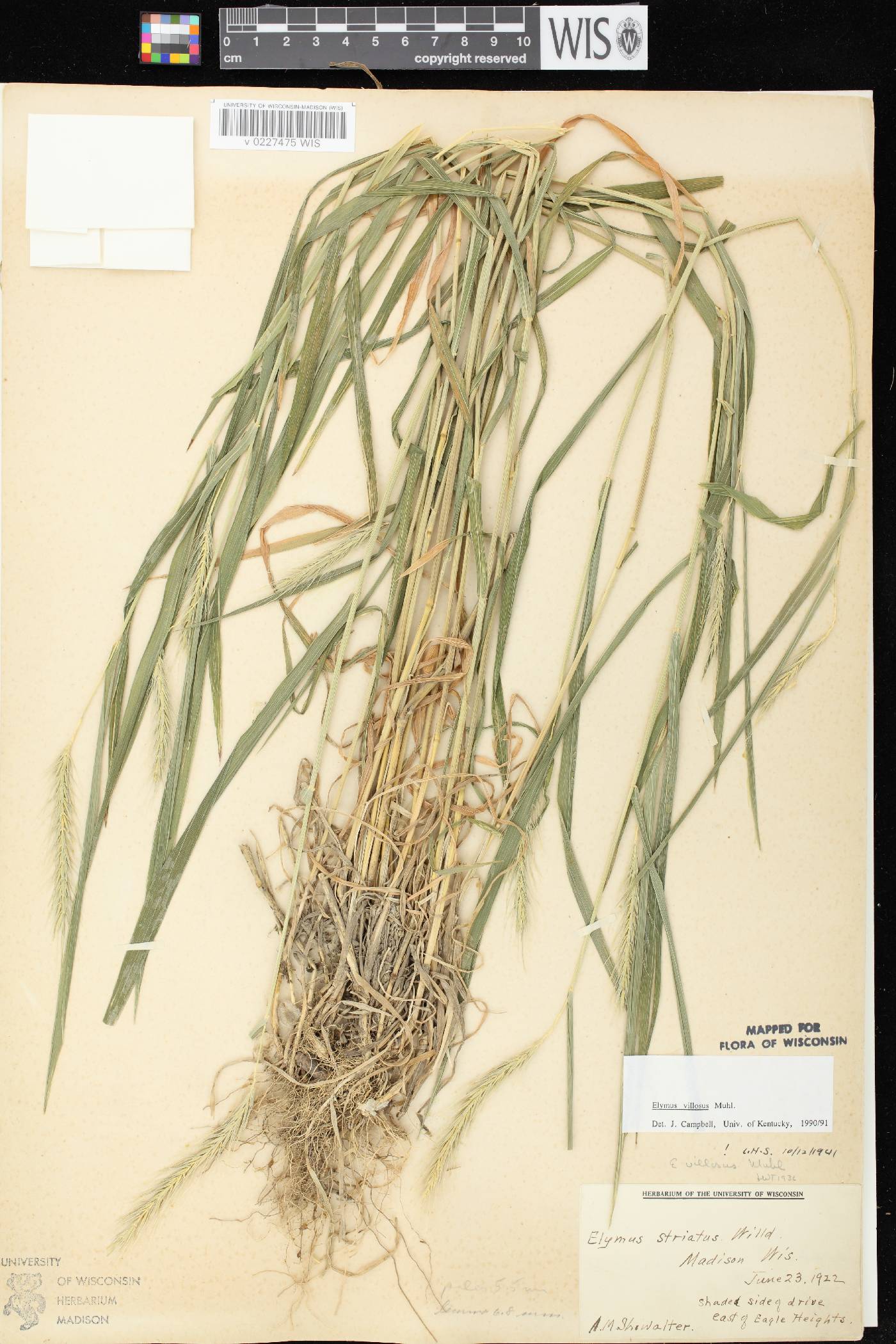 Elymus villosus var. villosus image