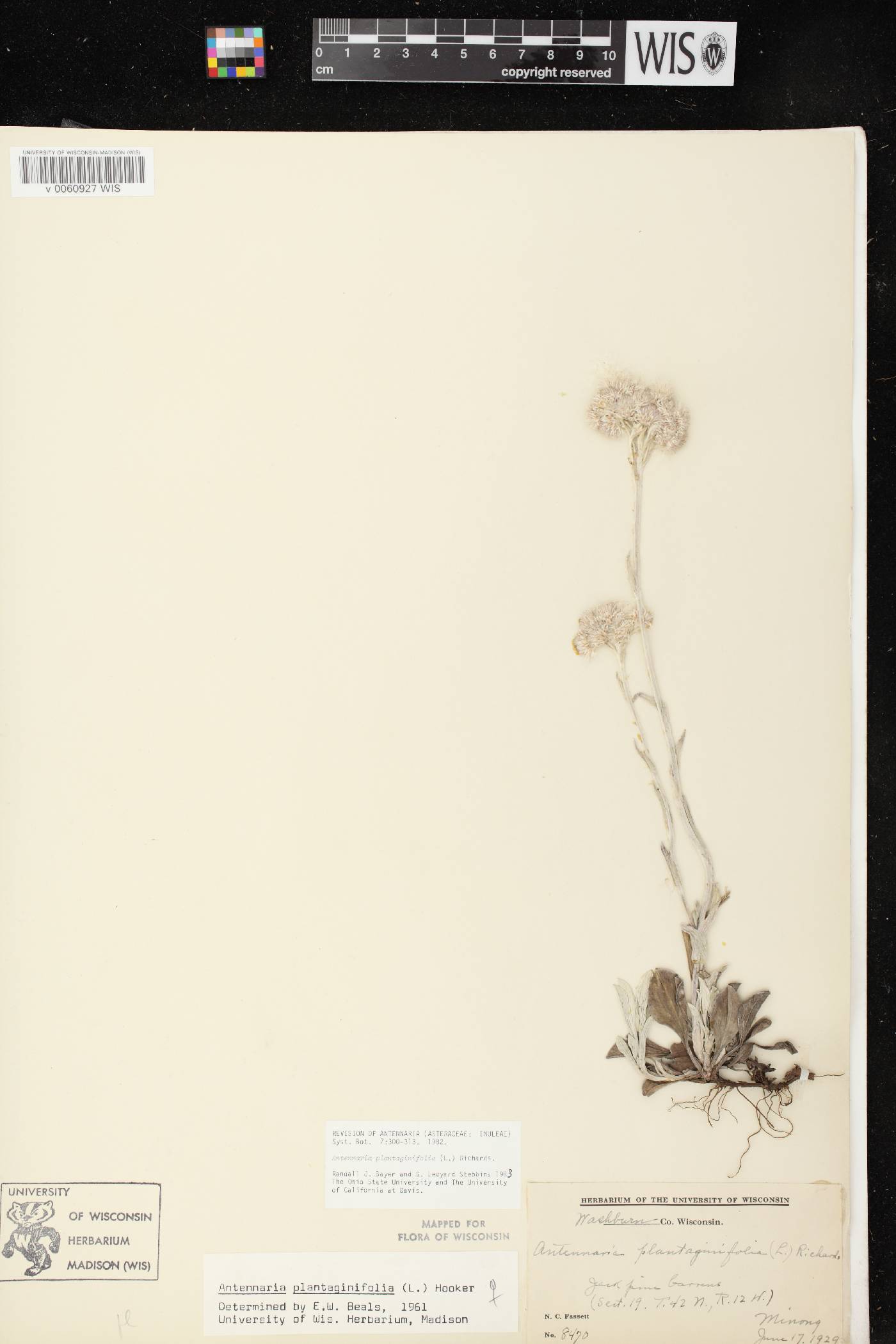 Antennaria plantaginifolia image