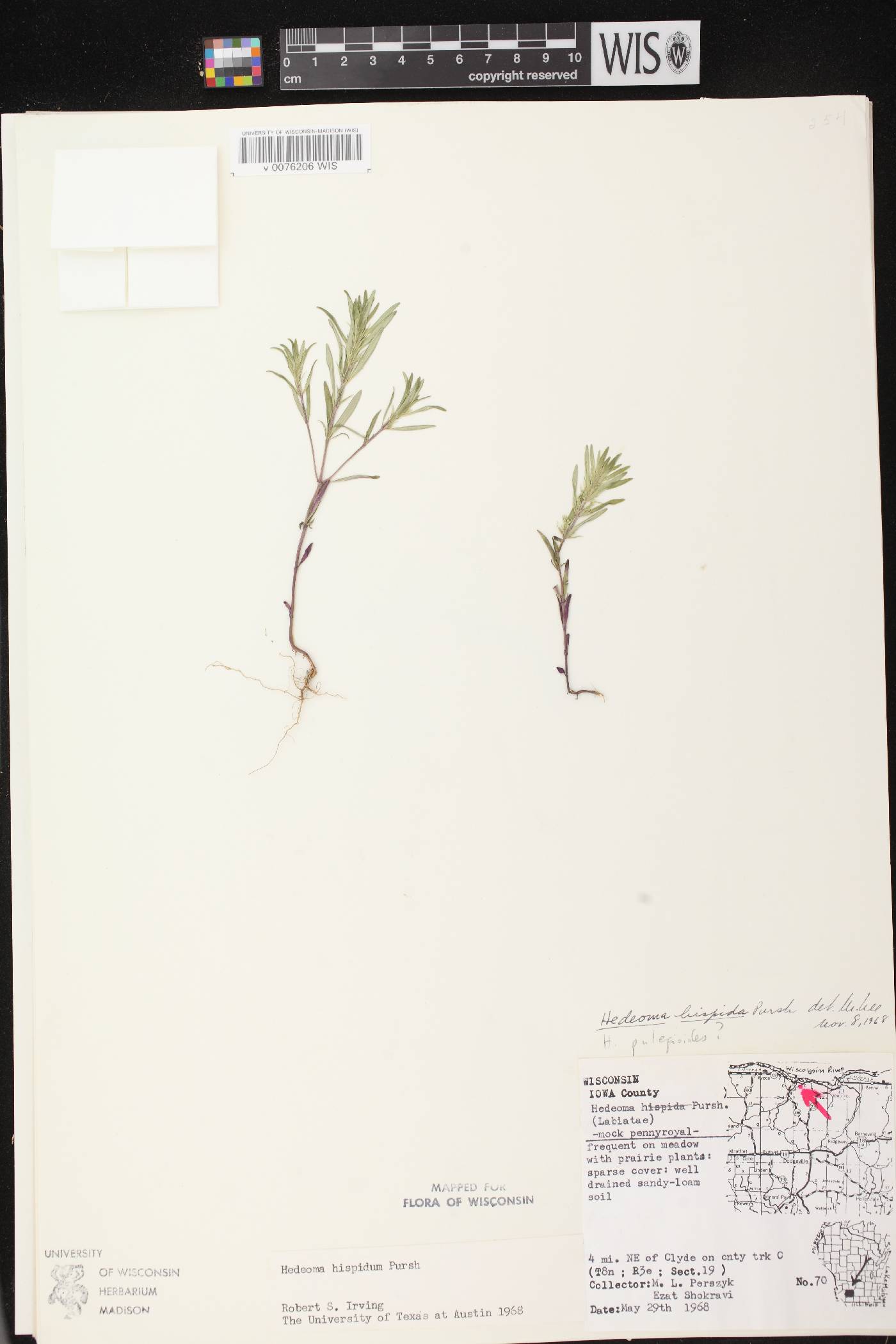 Hedeoma hispida image