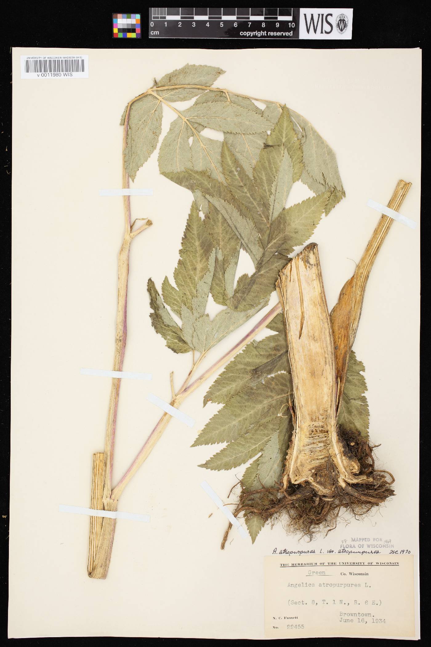 Angelica atropurpurea var. atropurpurea image