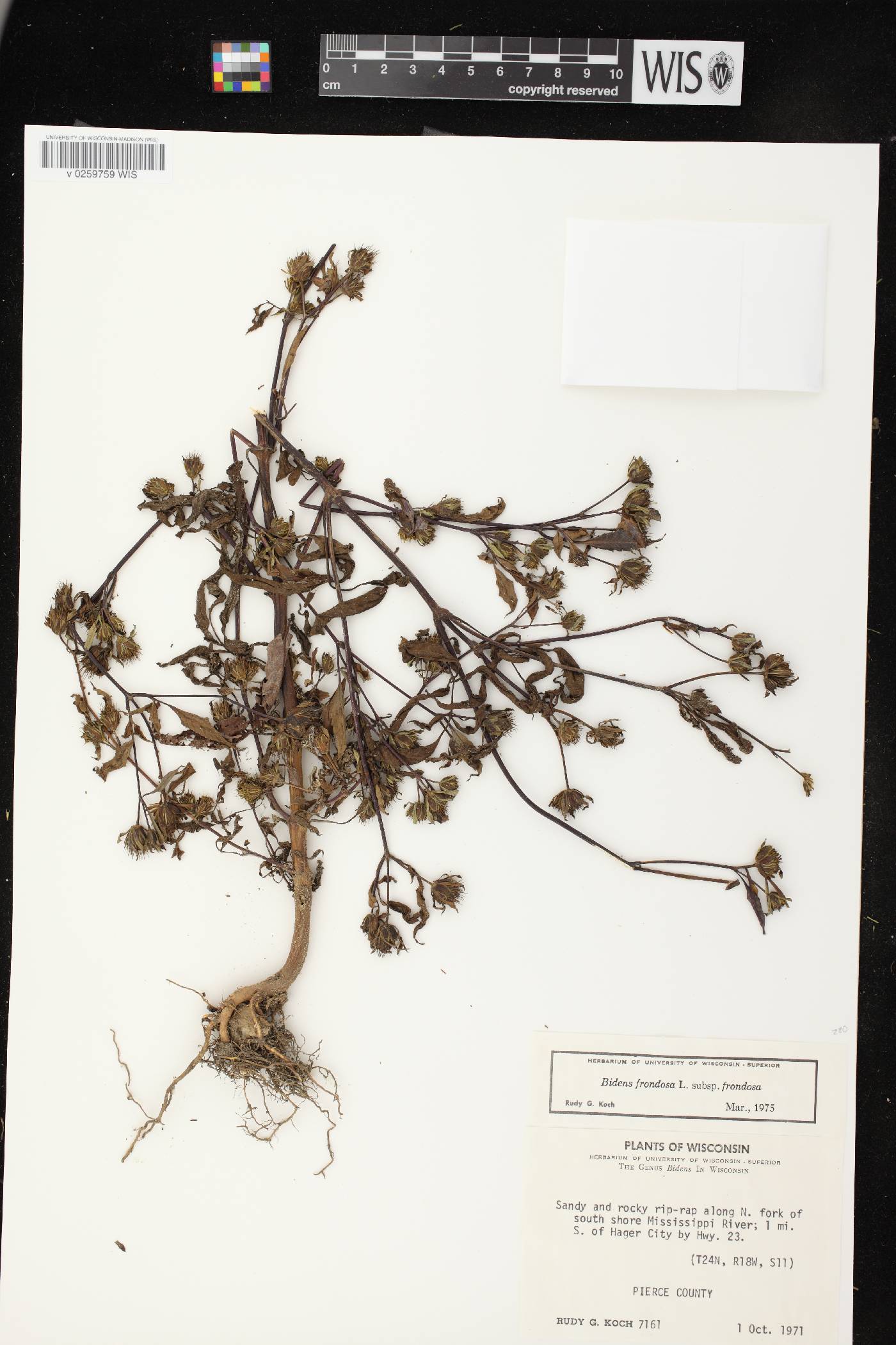 Bidens frondosa image