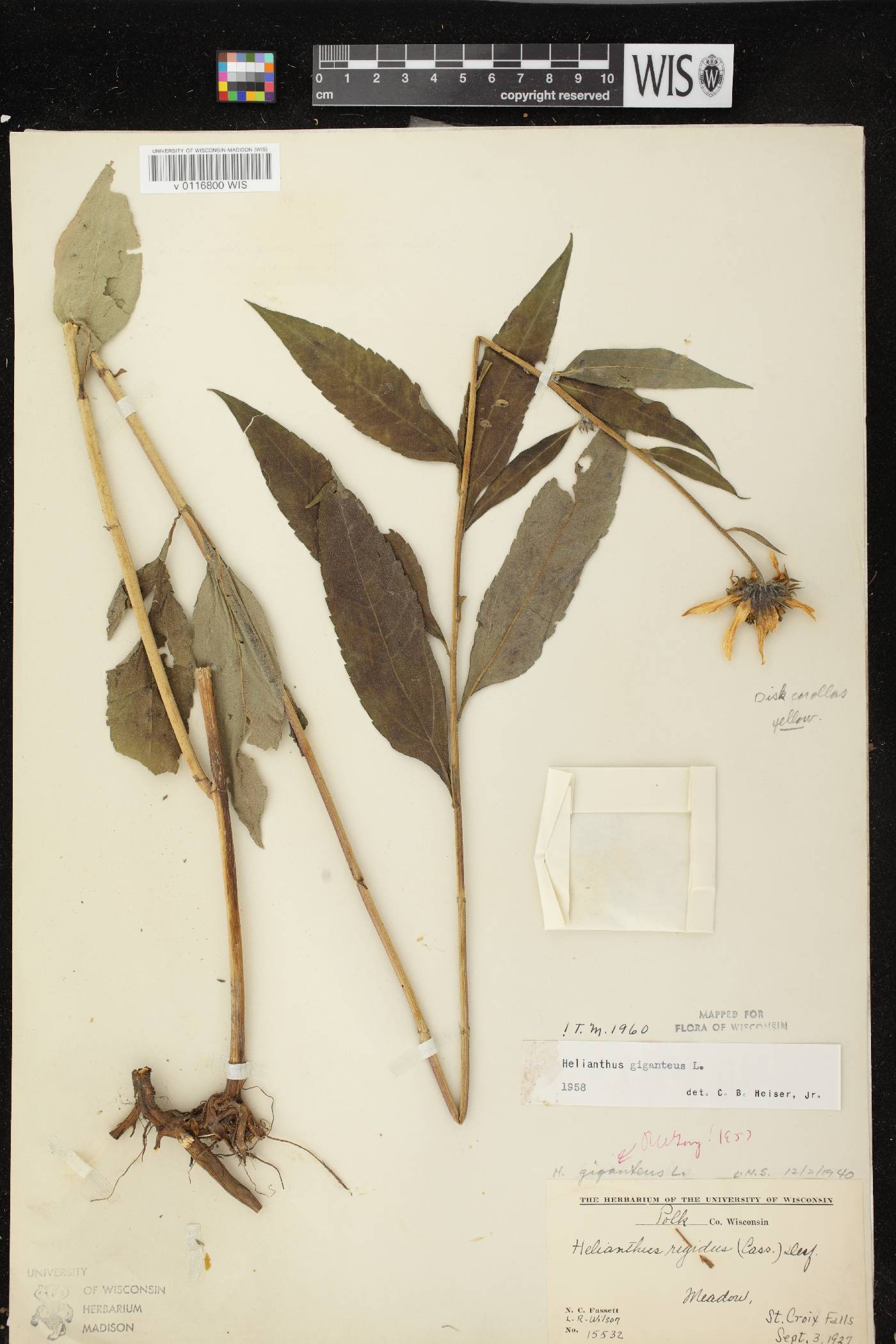 Helianthus giganteus image