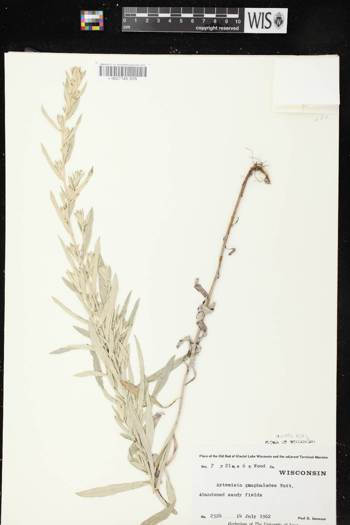 Artemisia ludoviciana image