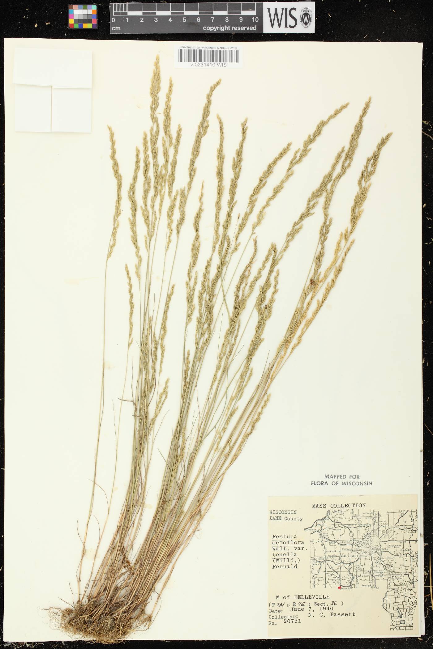 Festuca octoflora image