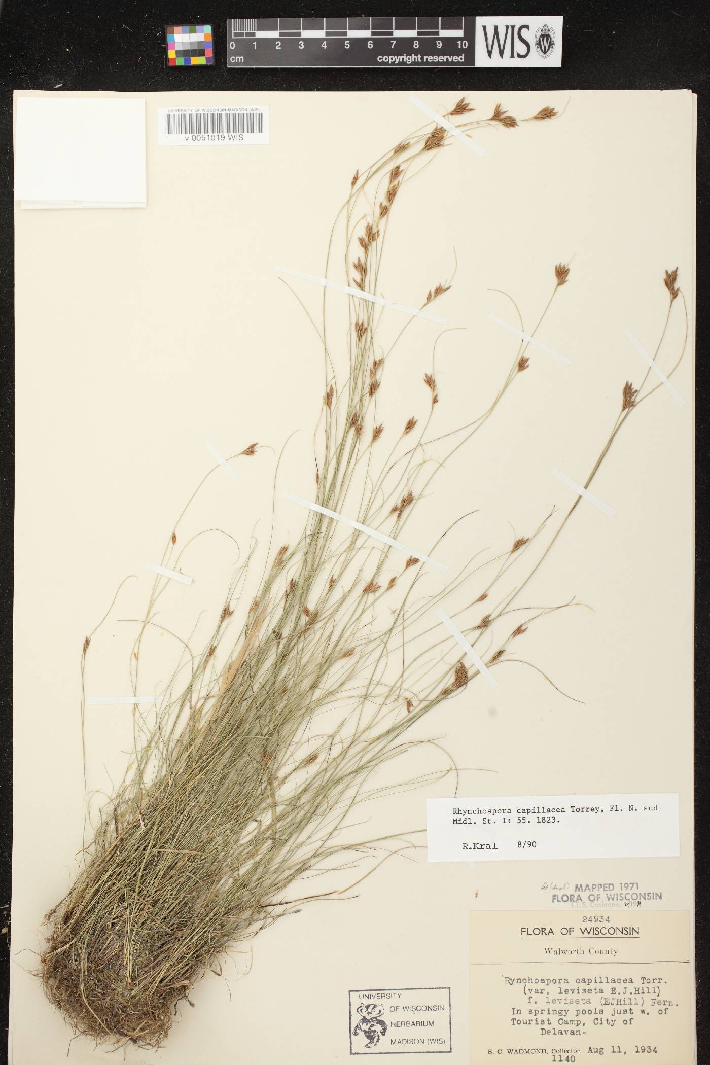 Rhynchospora capillacea image