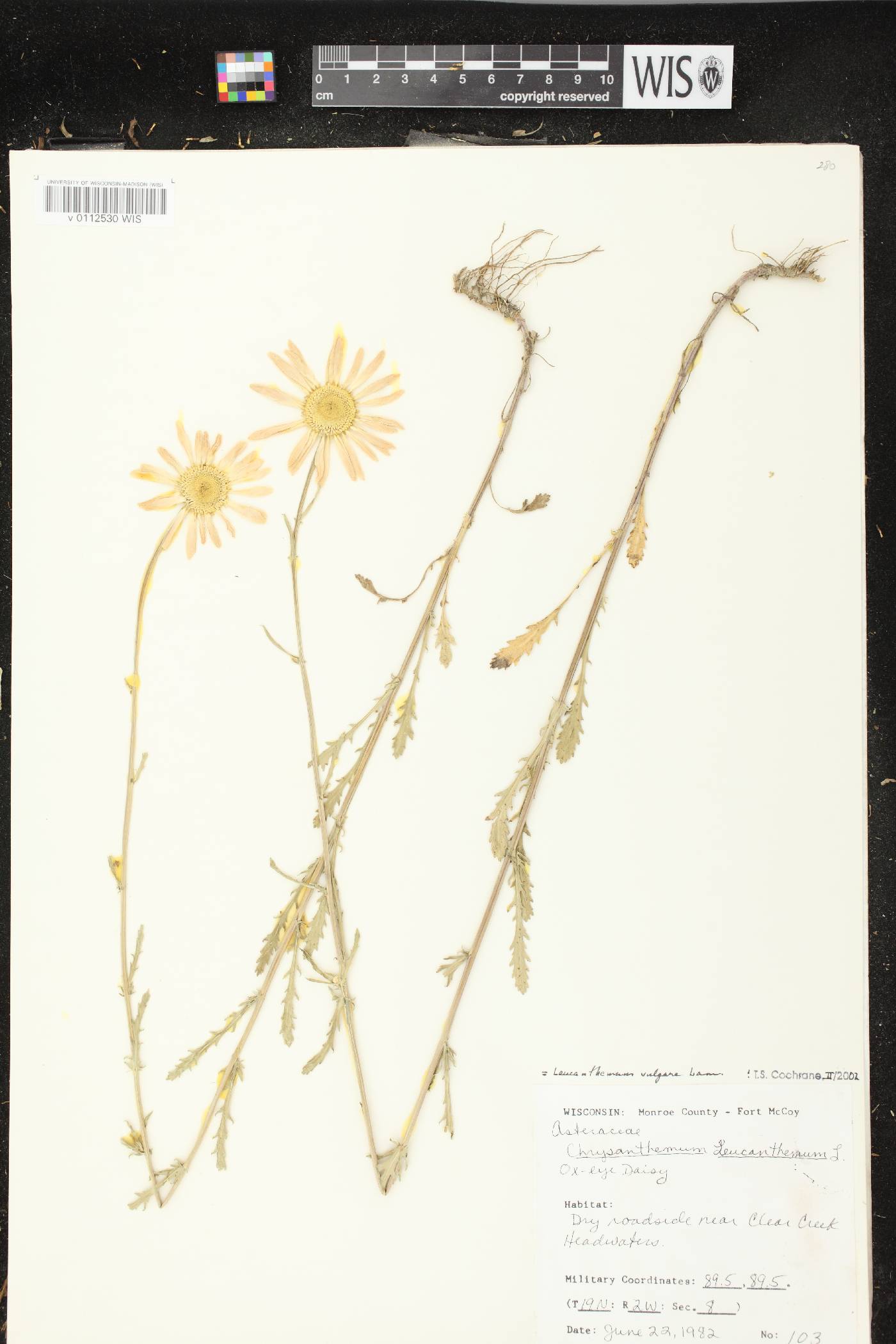 Leucanthemum vulgare image