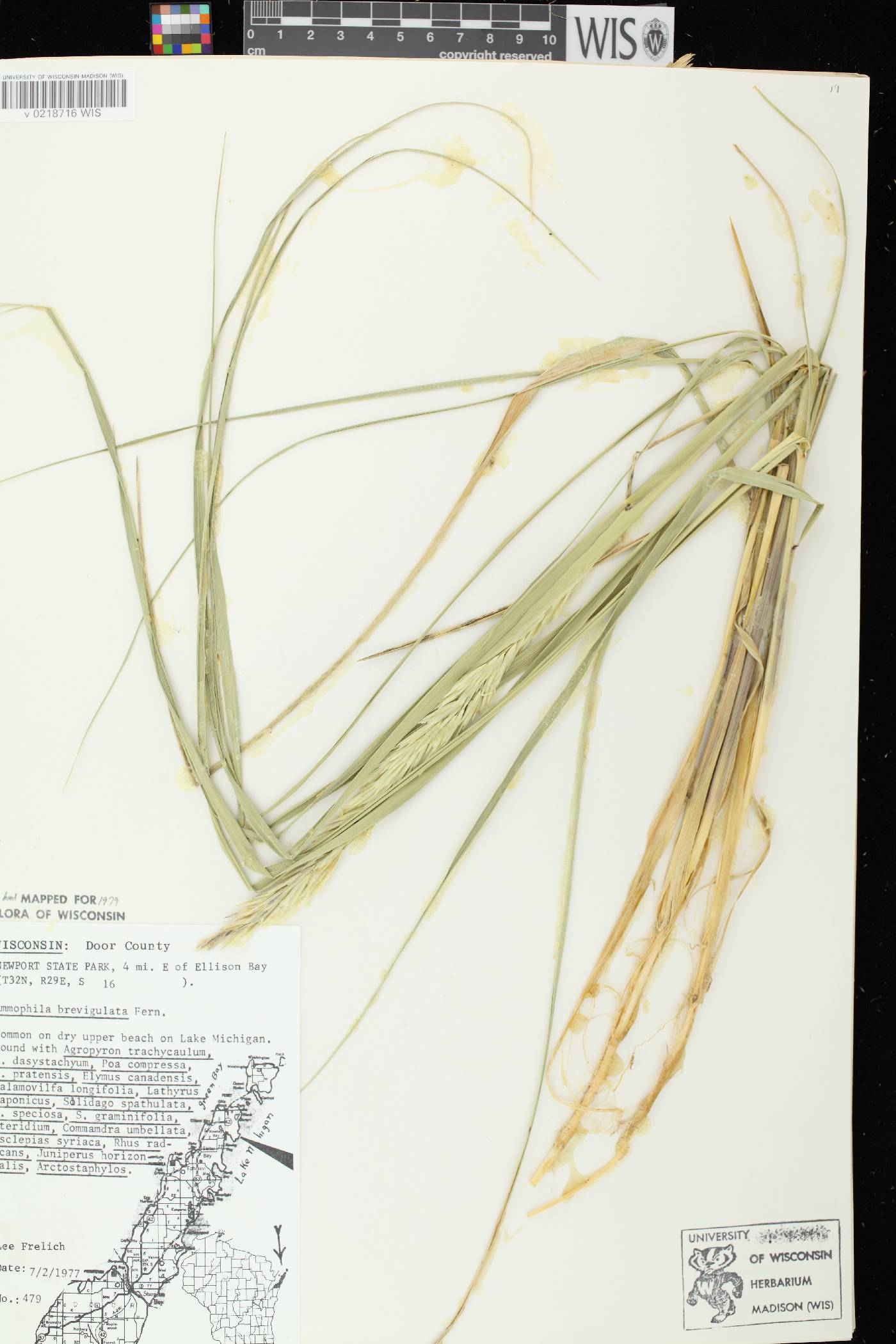 Ammophila breviligulata image