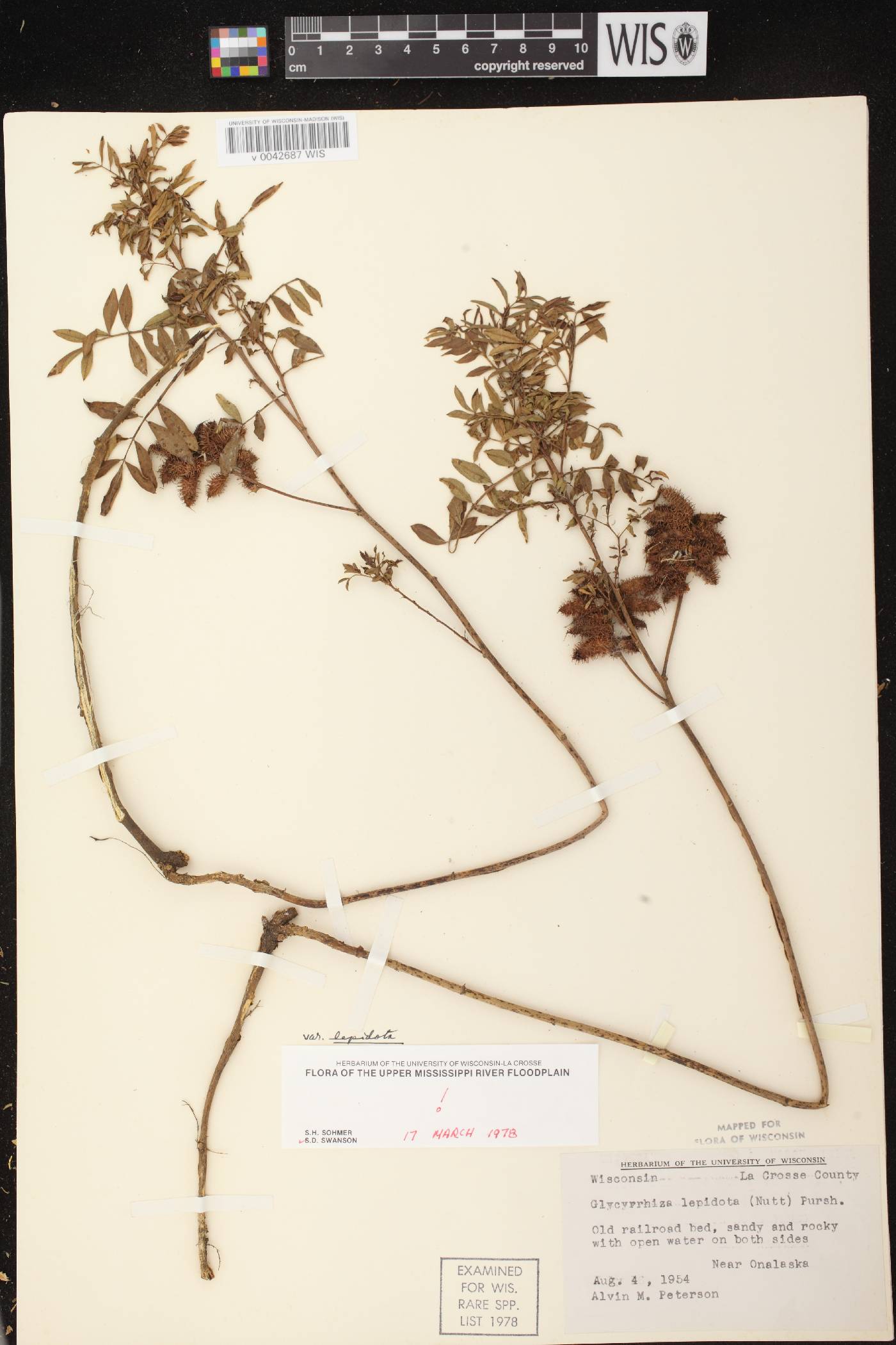 Glycyrrhiza lepidota image
