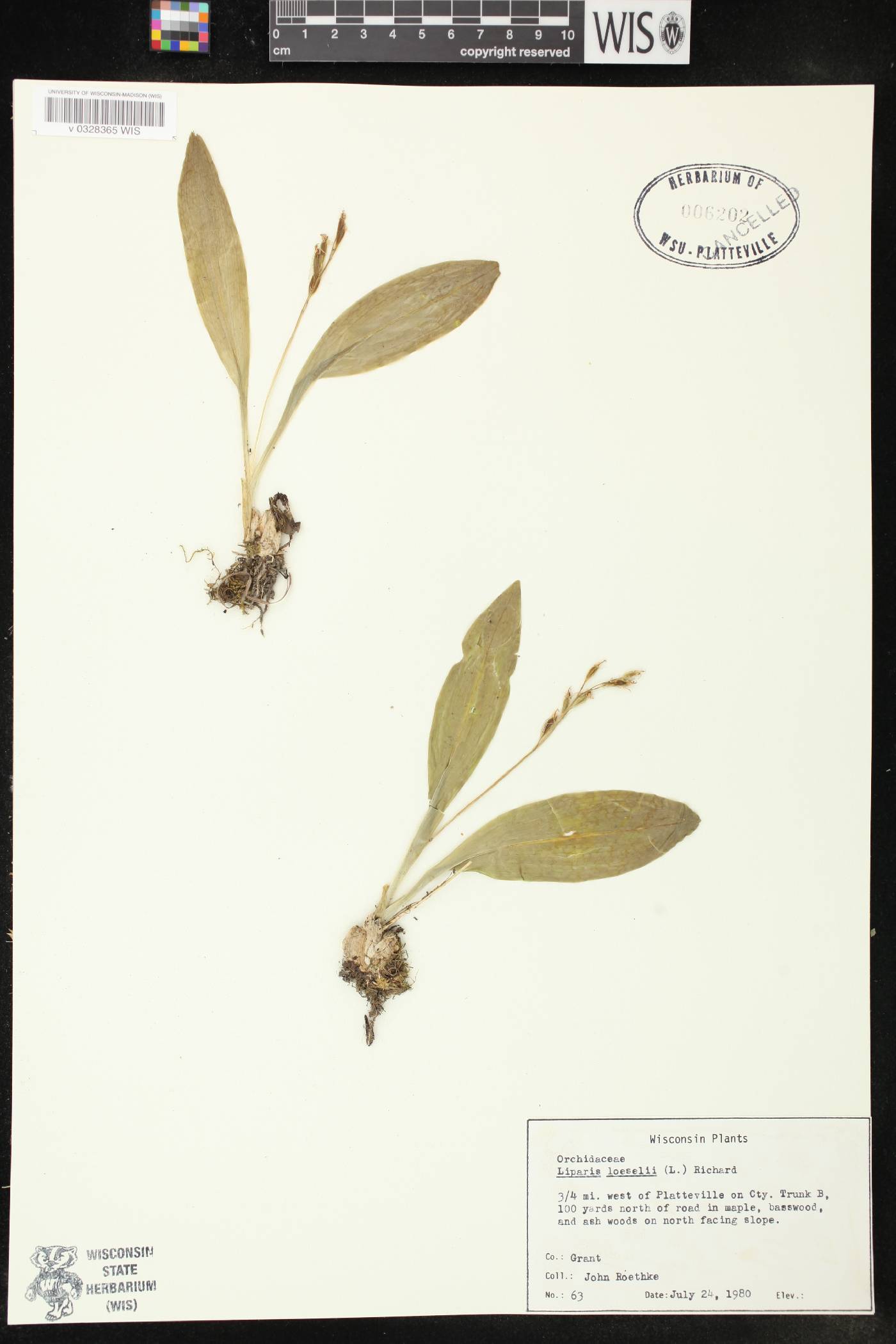 Liparis liliifolia image