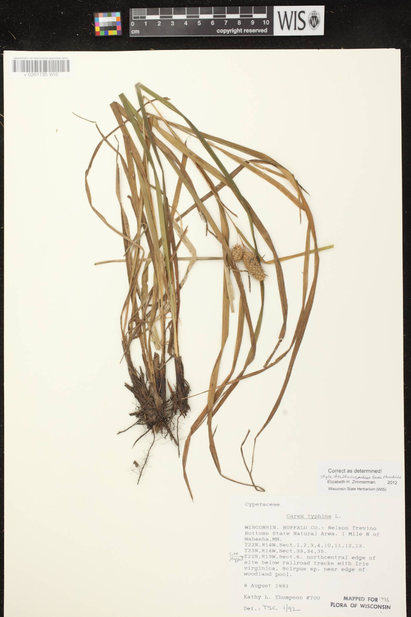 Carex typhina image