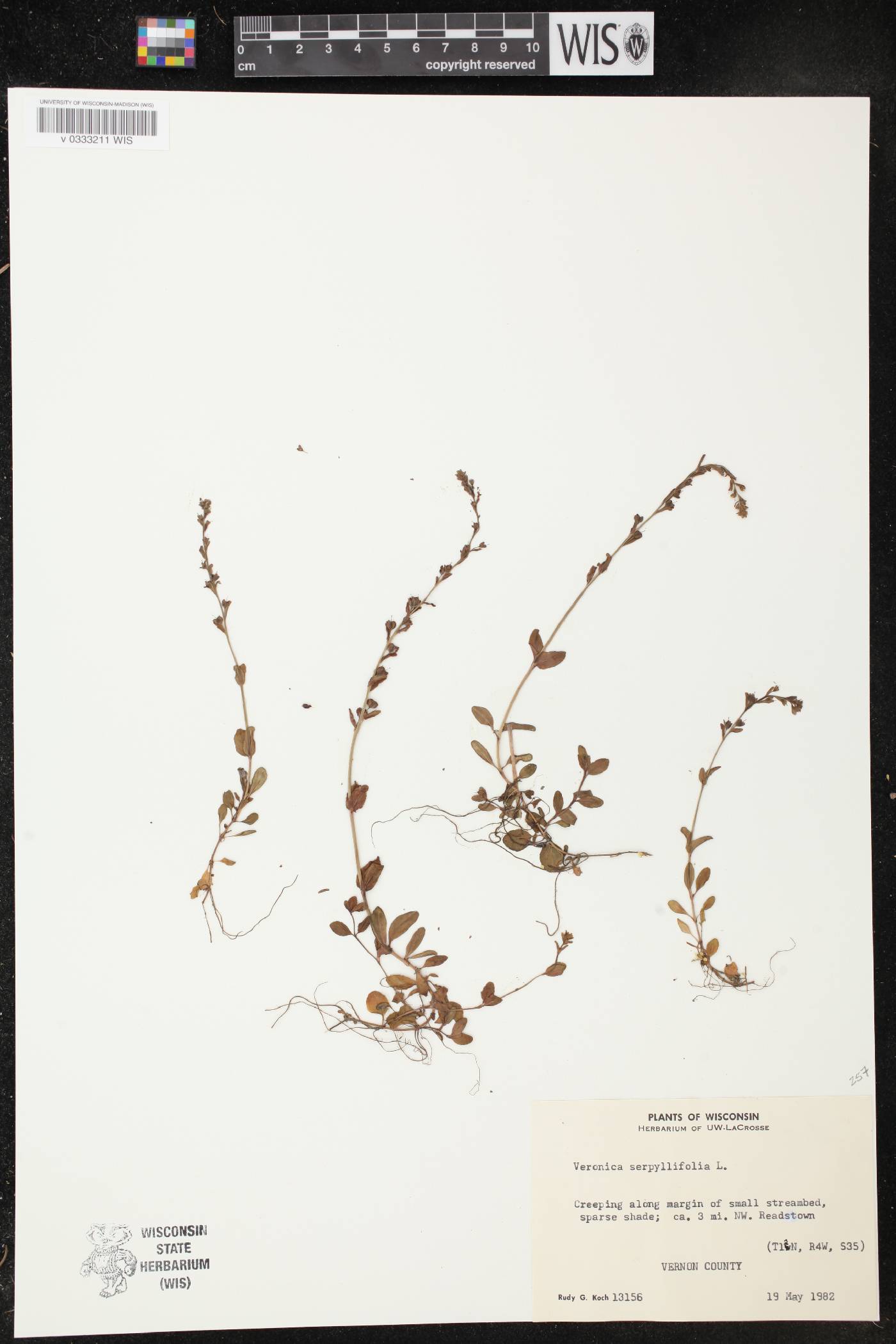 Veronica serpyllifolia image