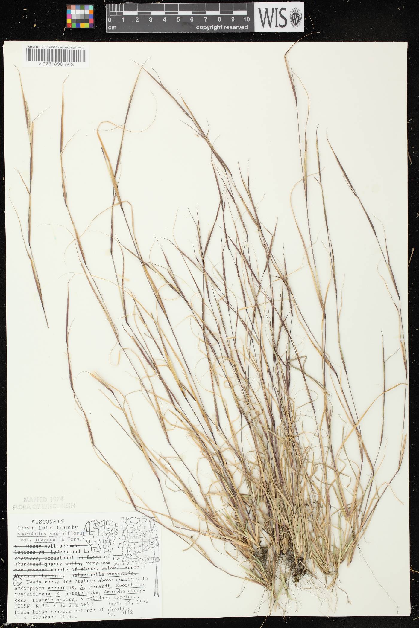 Sporobolus vaginiflorus var. vaginiflorus image
