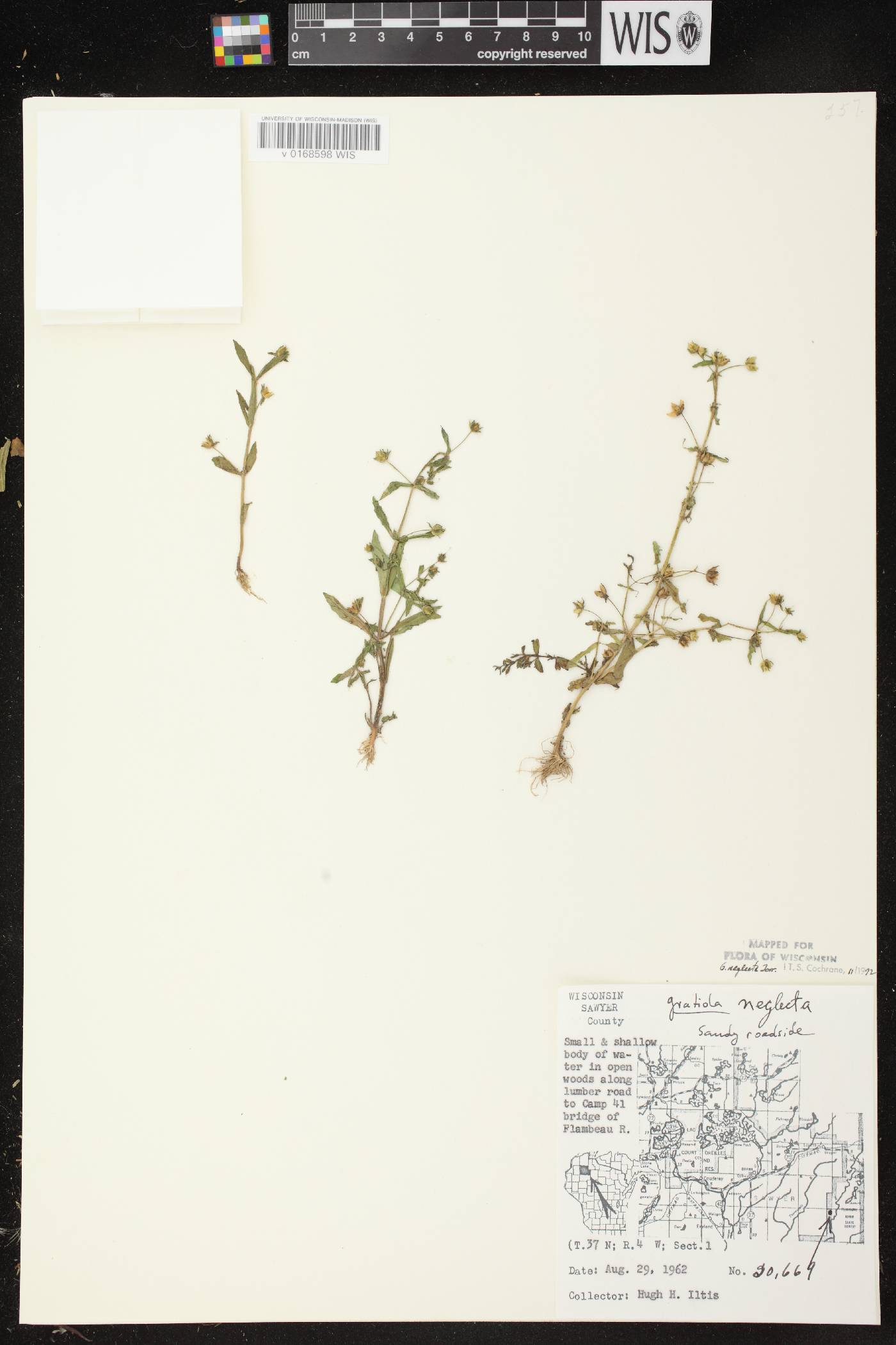 Gratiola neglecta image