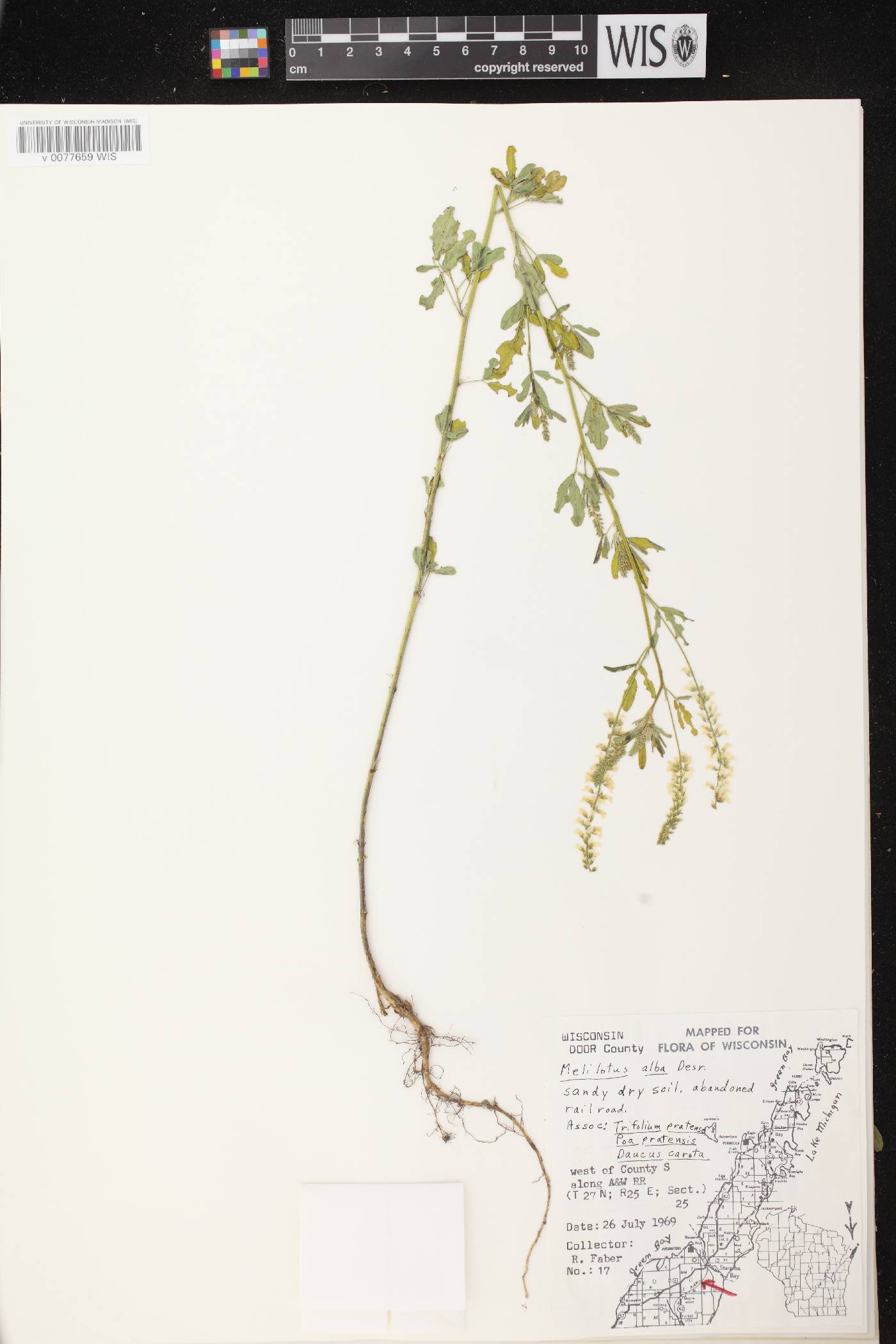 Melilotus albus image