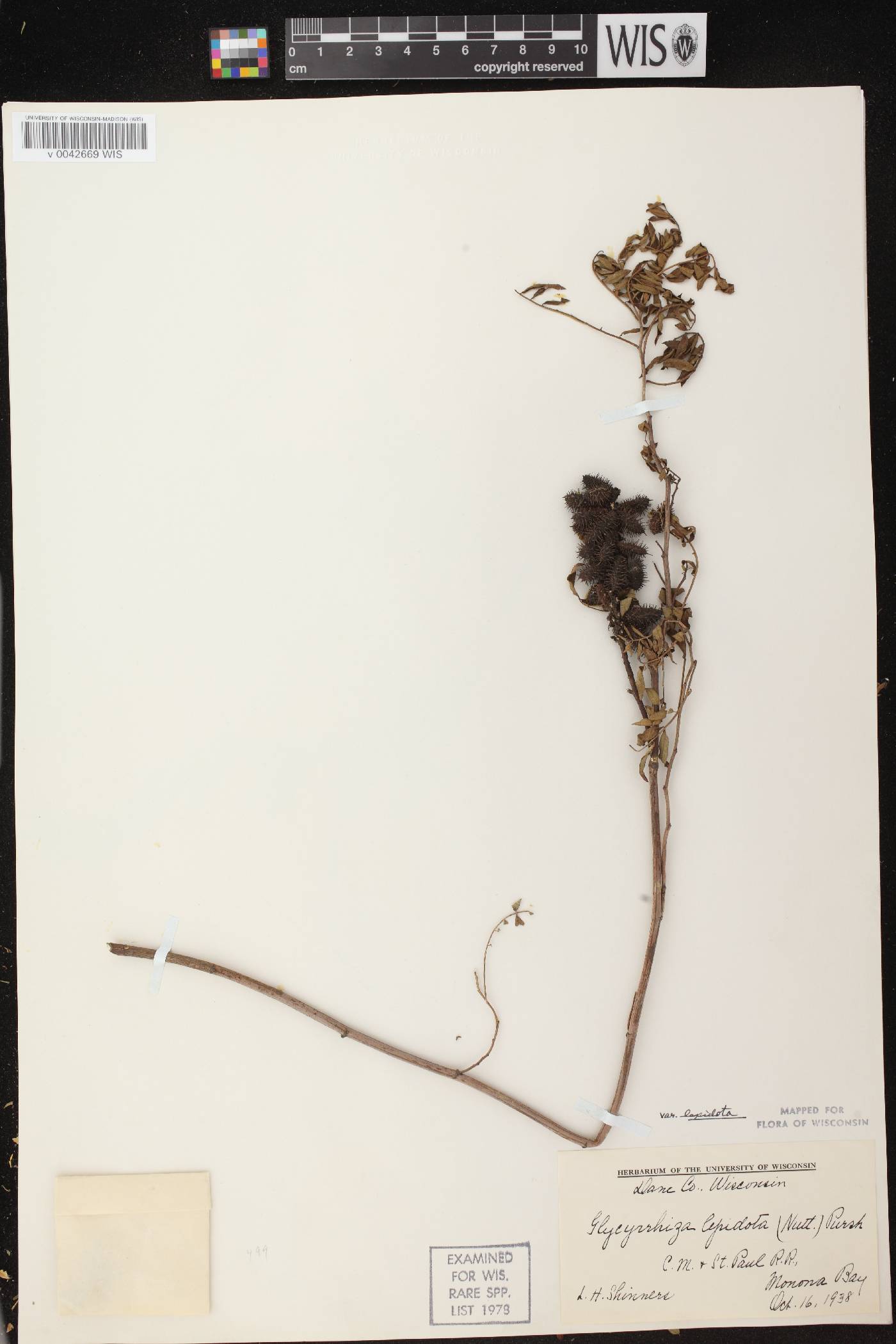 Glycyrrhiza lepidota image