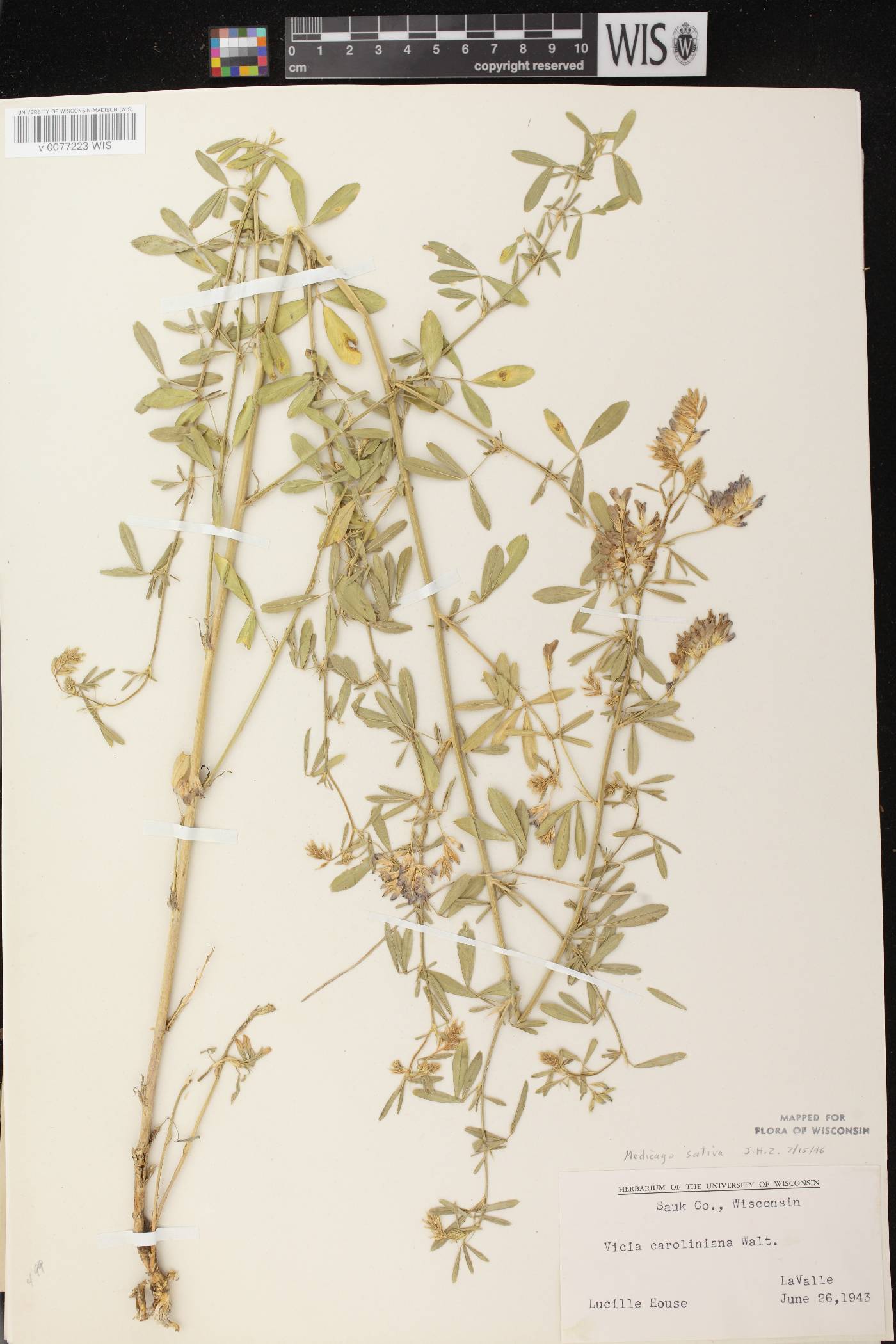 Medicago sativa subsp. sativa image