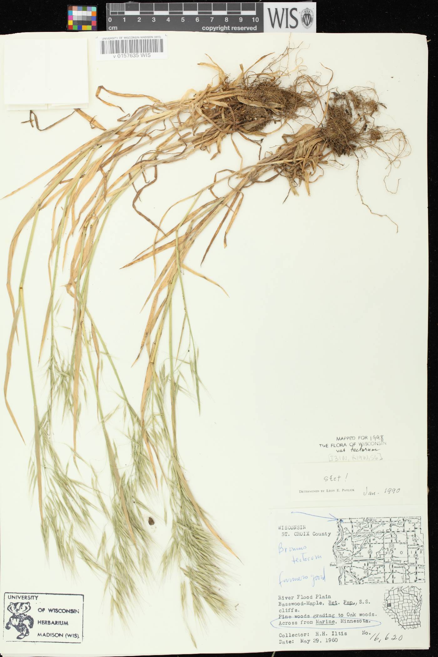 Bromus tectorum image