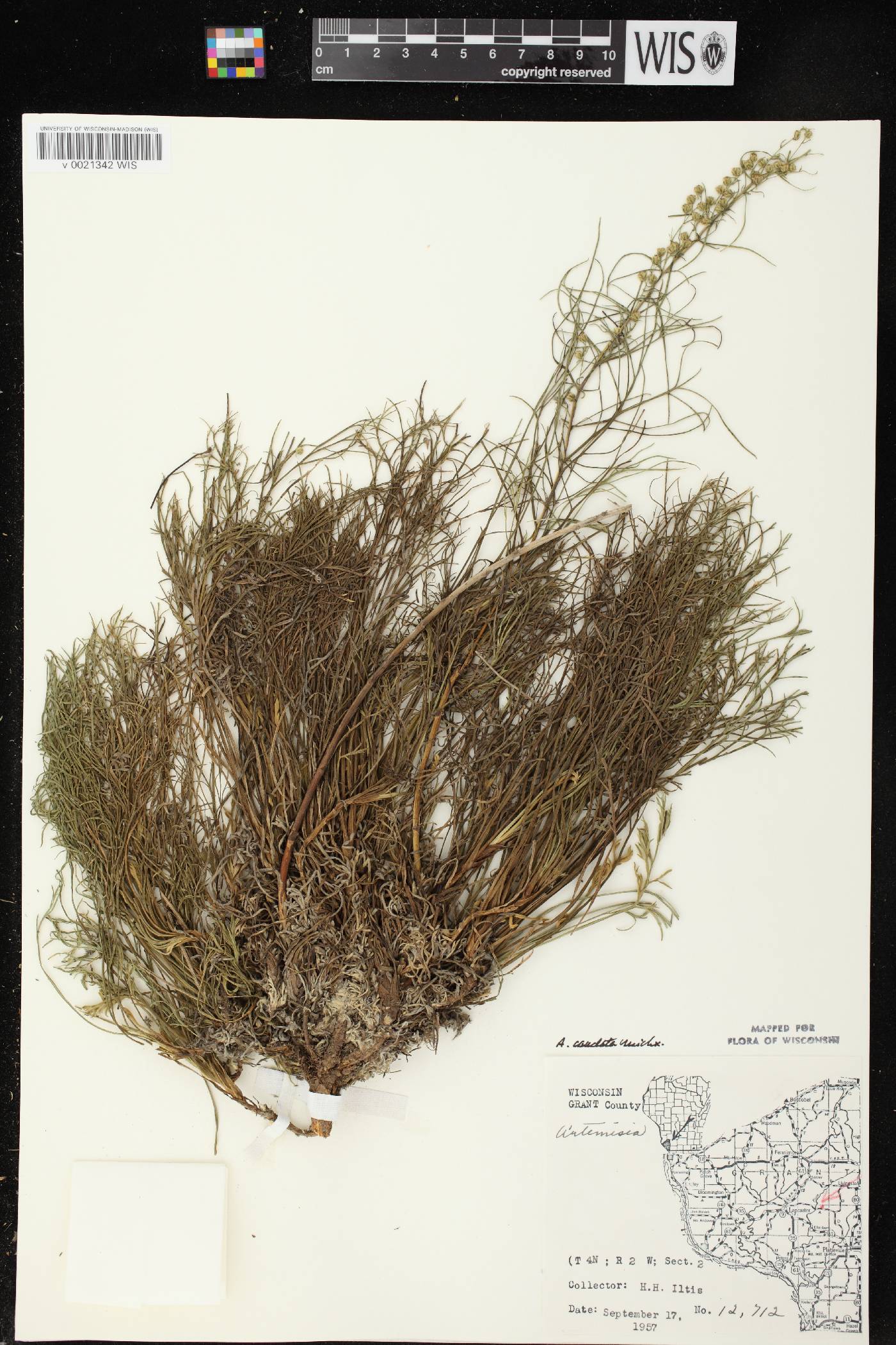 Artemisia campestris image
