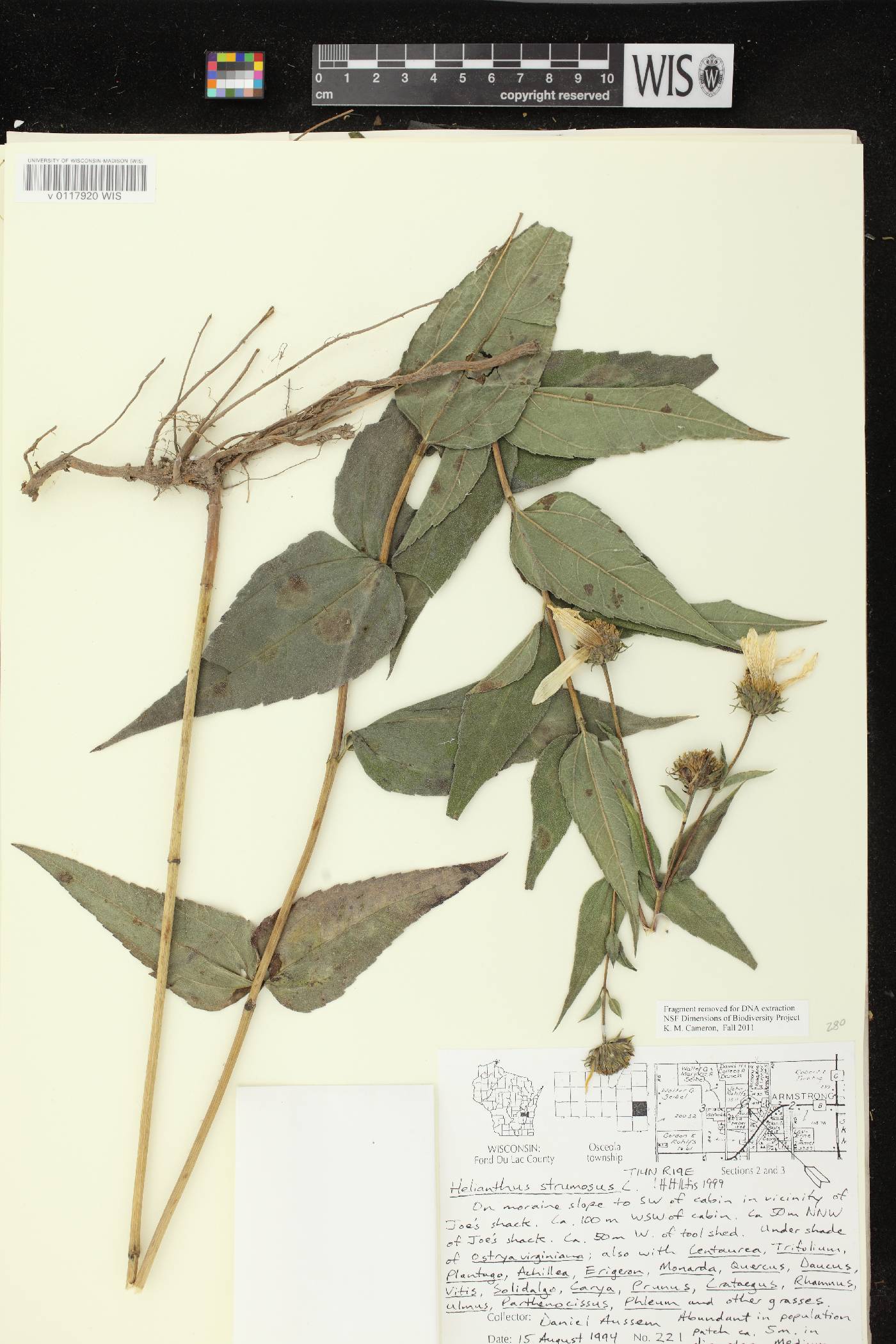 Helianthus strumosus image