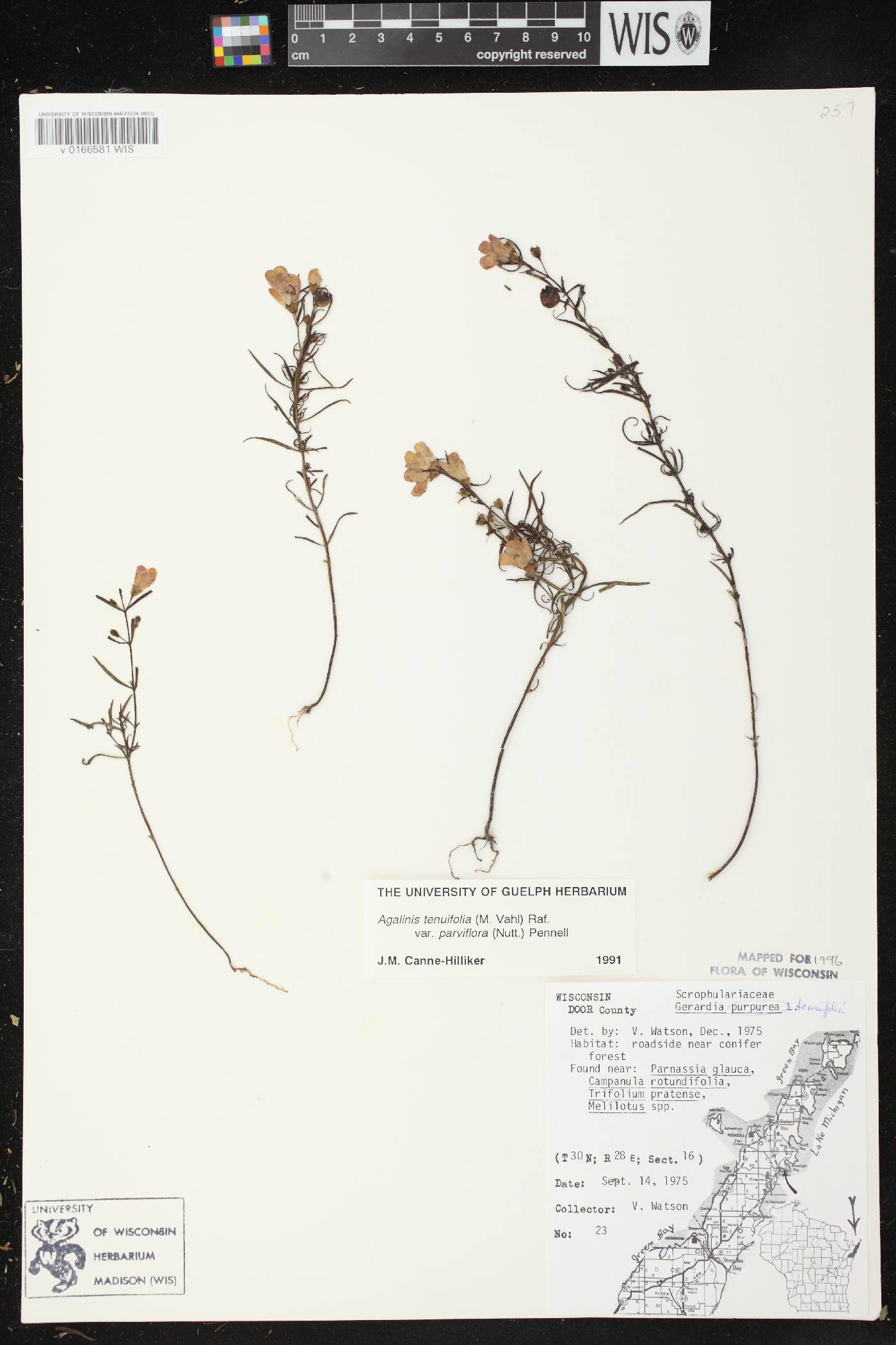Agalinis tenuifolia image