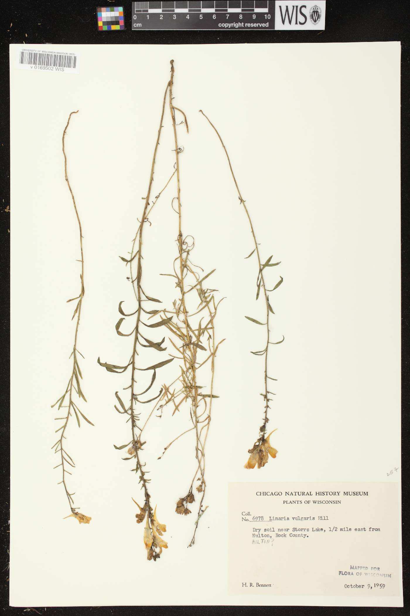 Linaria vulgaris image