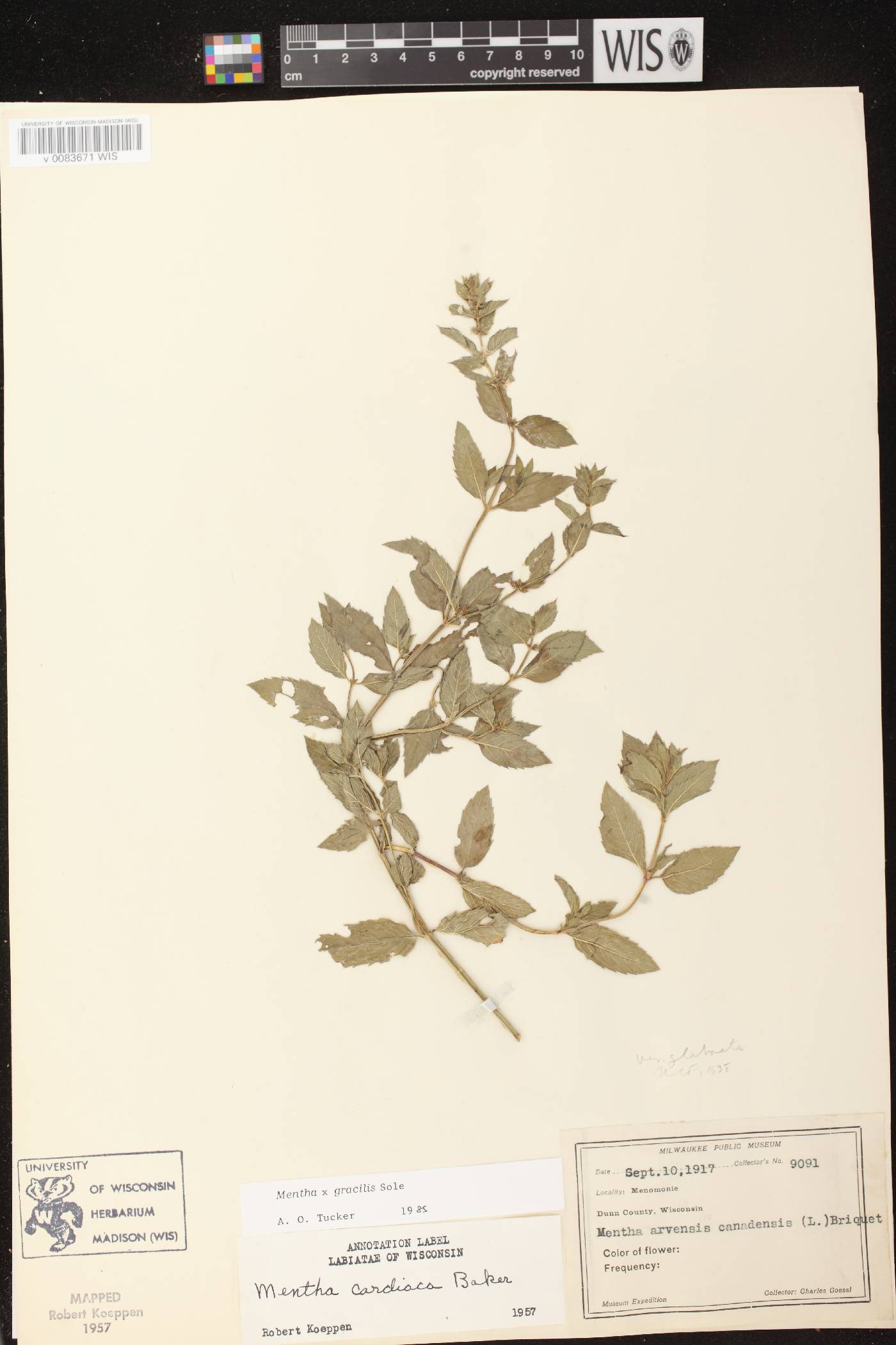 Mentha X gracilis image