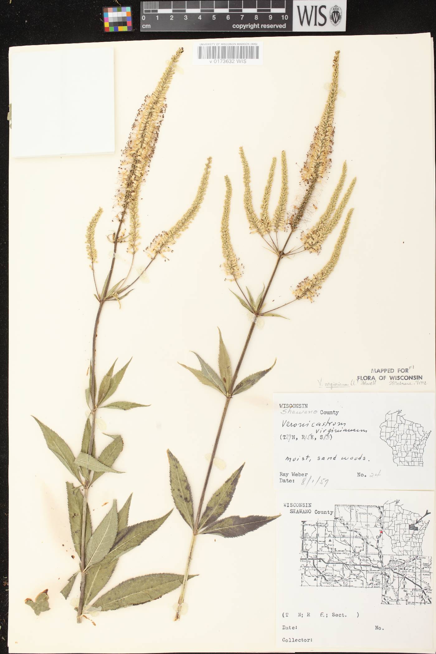 Veronicastrum virginicum image
