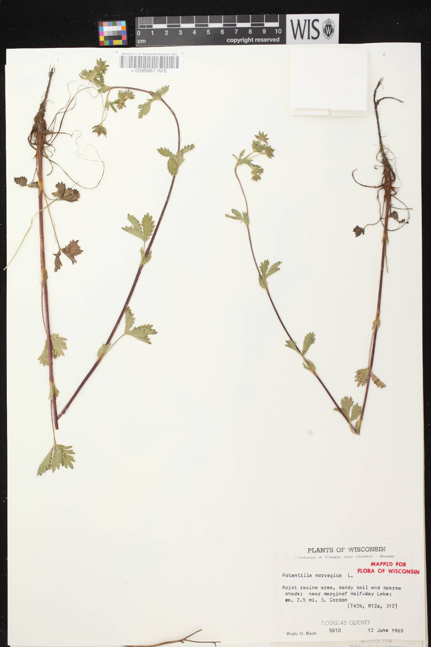 Potentilla norvegica image