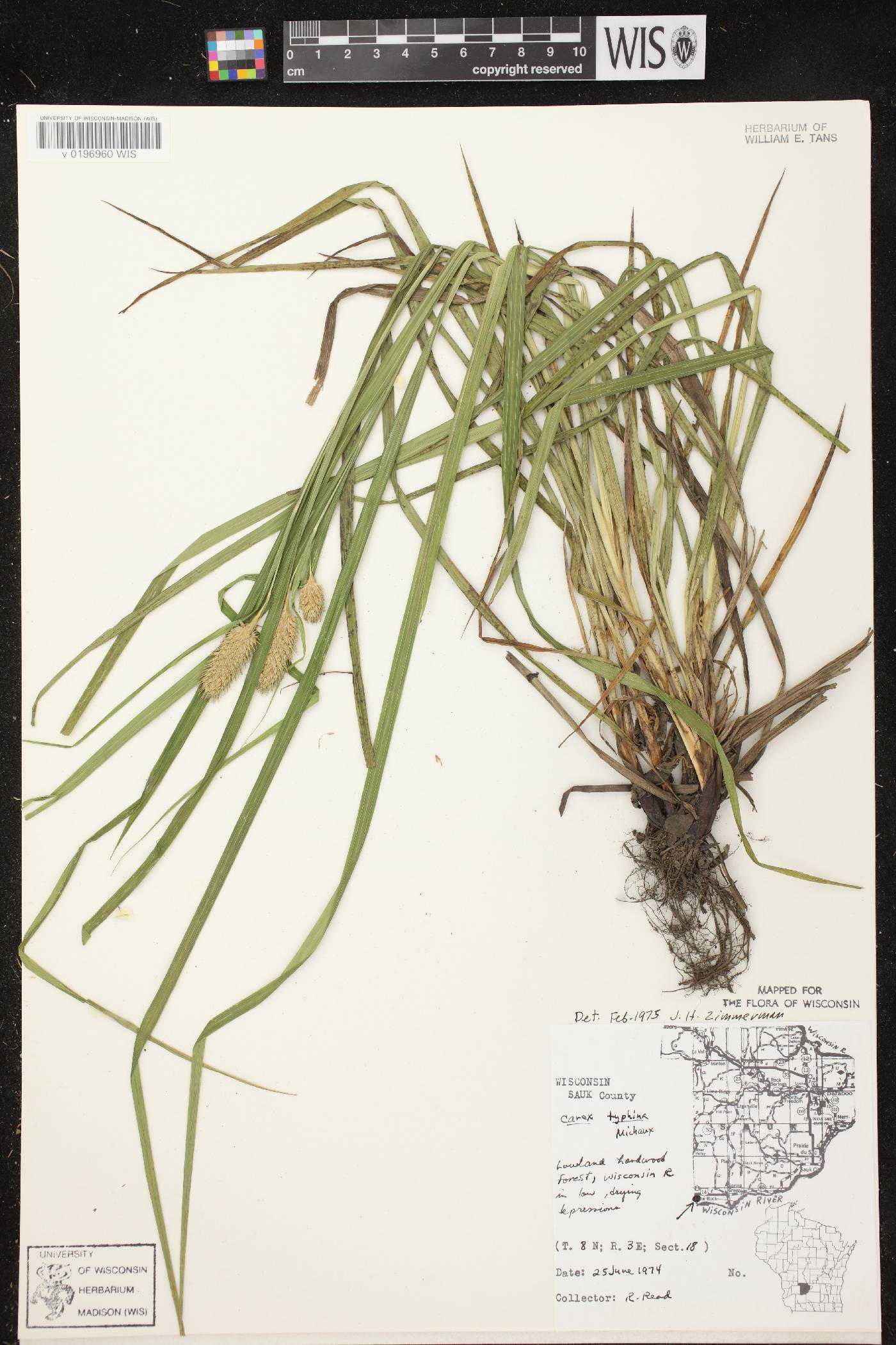 Carex typhina image