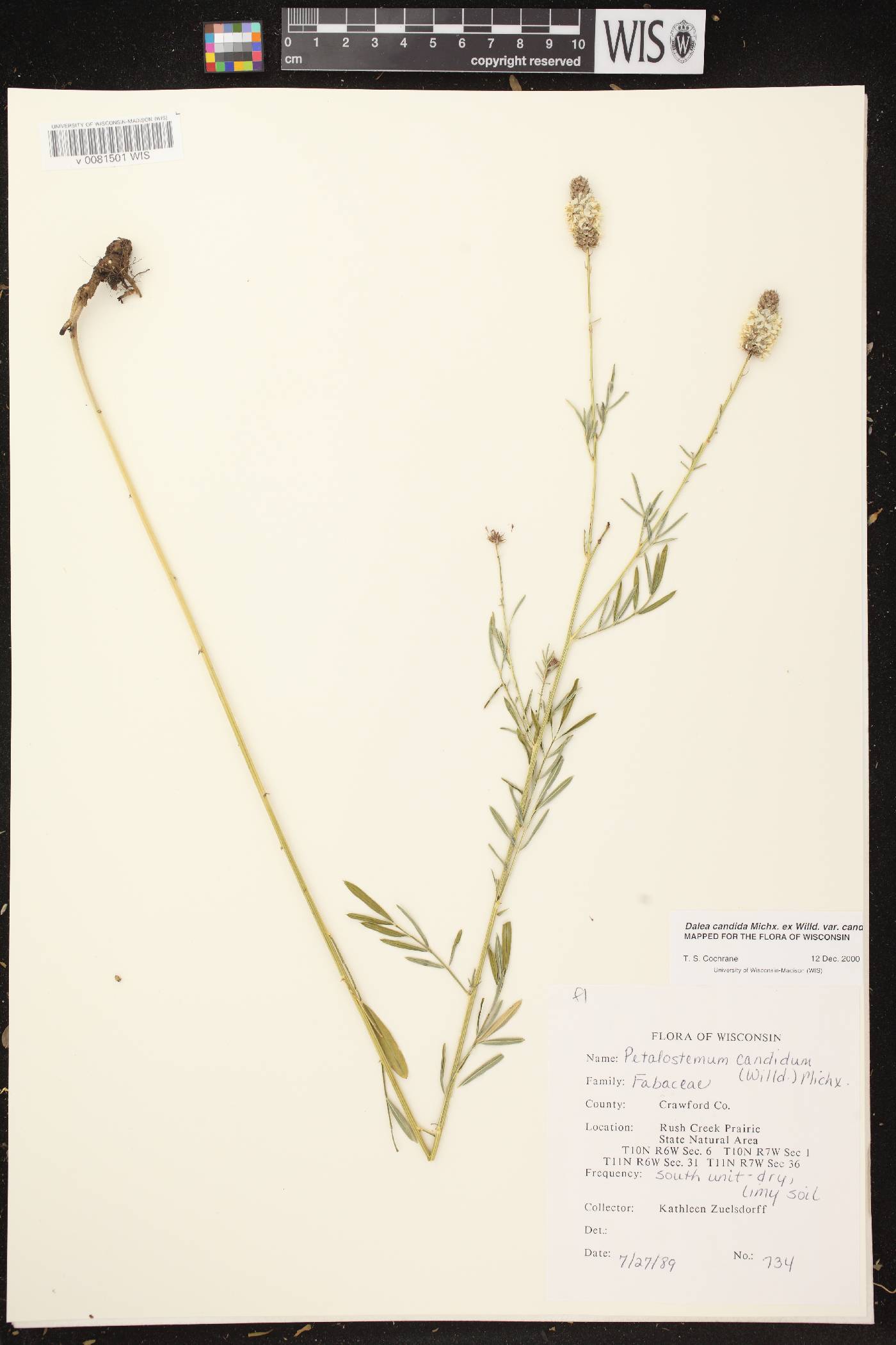 Dalea candida image