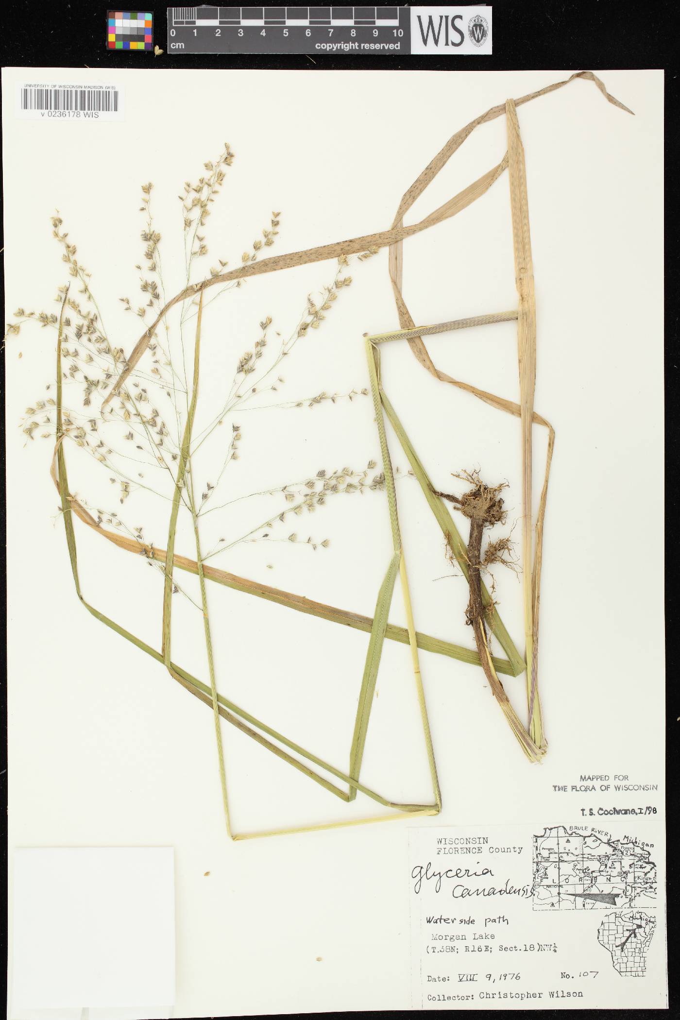 Glyceria canadensis image