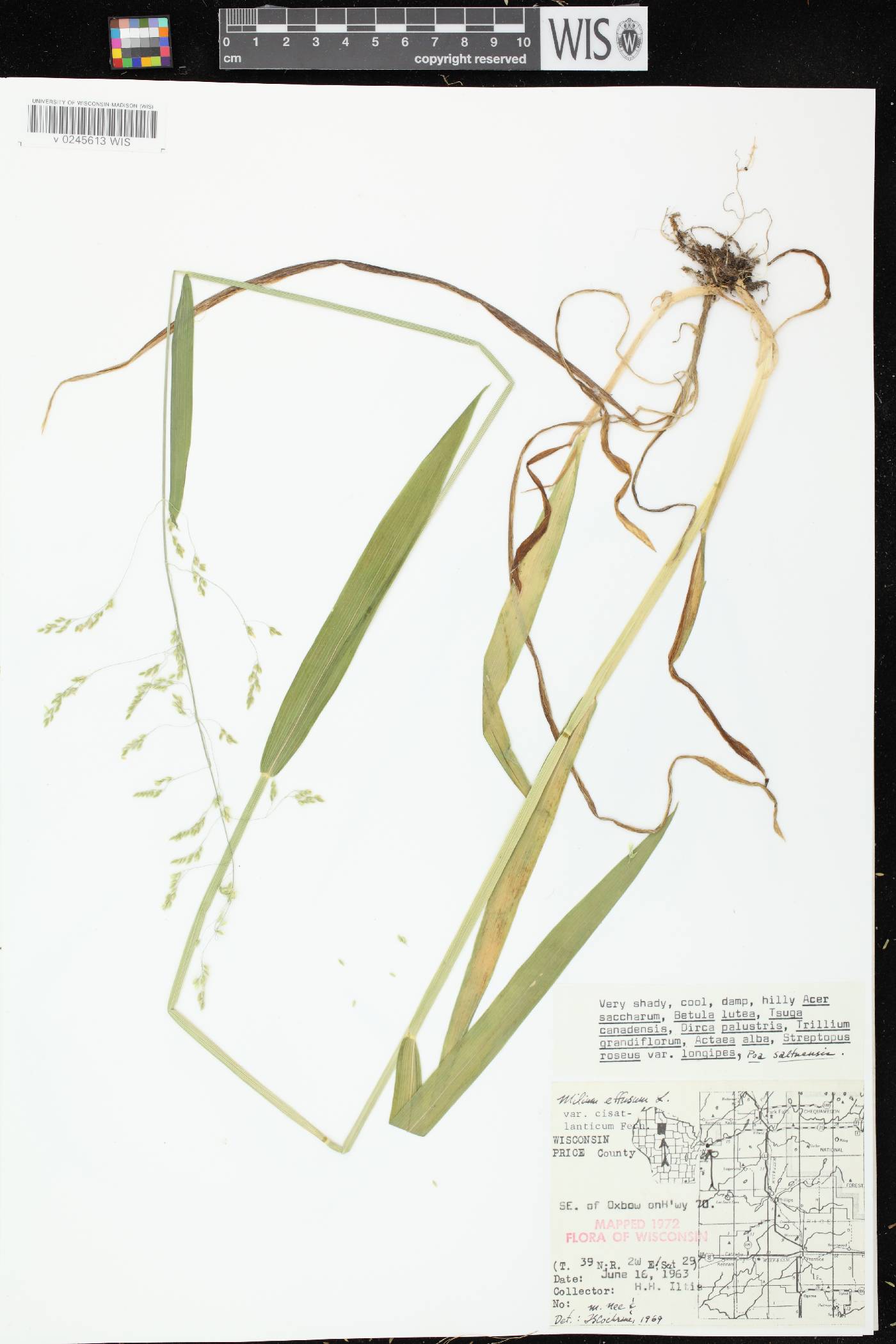 Milium effusum image