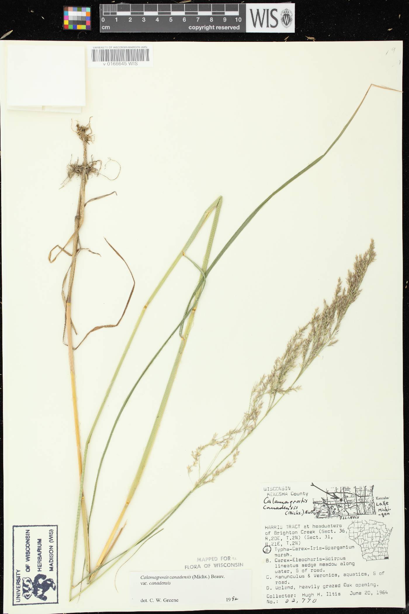 Calamagrostis canadensis var. canadensis image